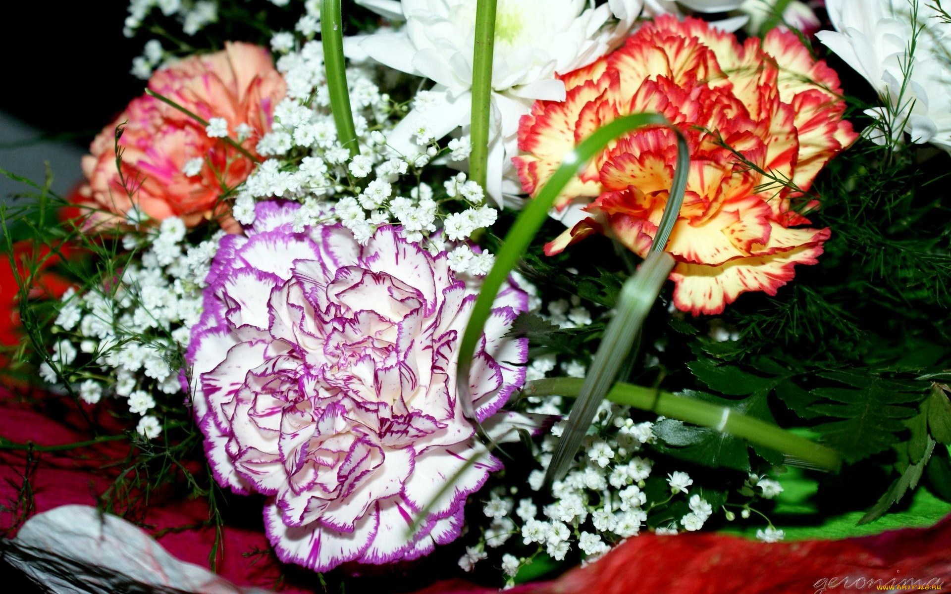 автор, geronimo, цветы, гвоздики, гвоздика, гипсофила