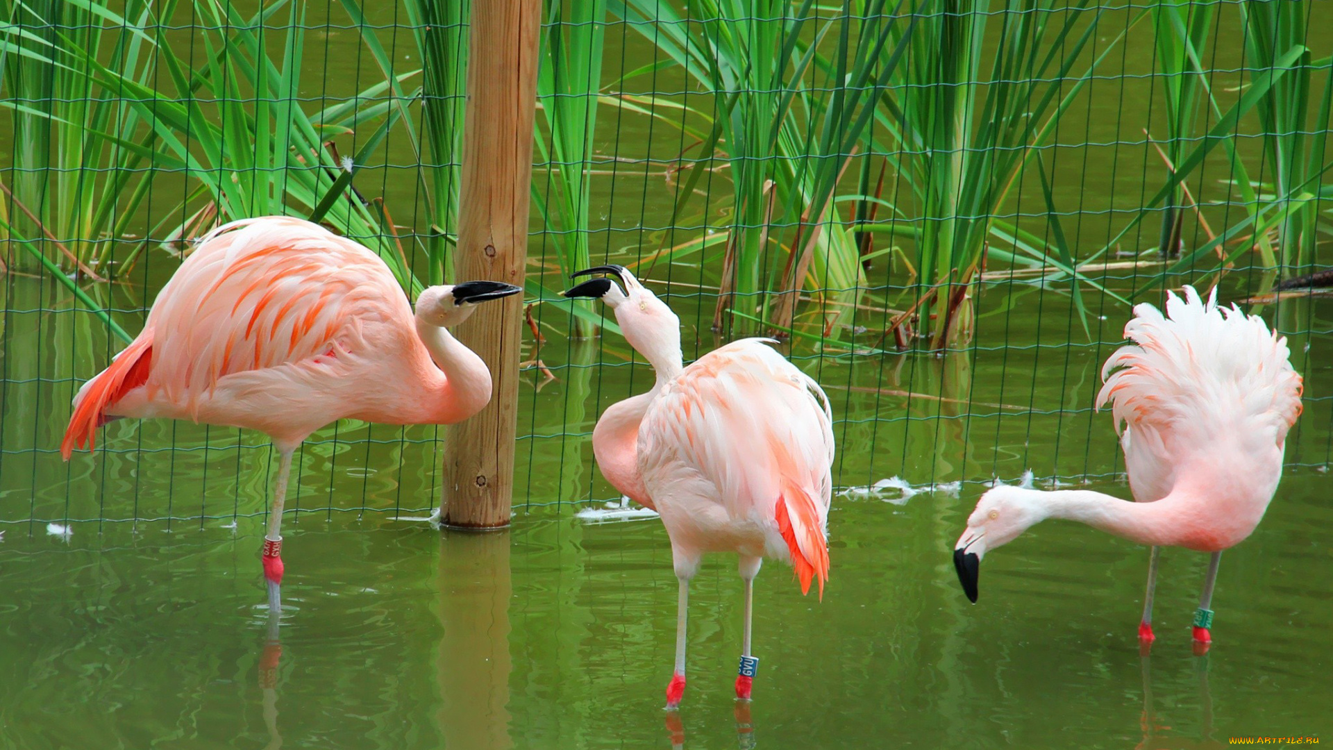 животные, фламинго, камыши, вода, розовый
