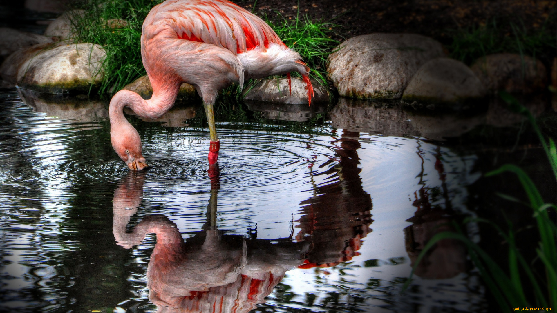 животные, фламинго, розовый, вода