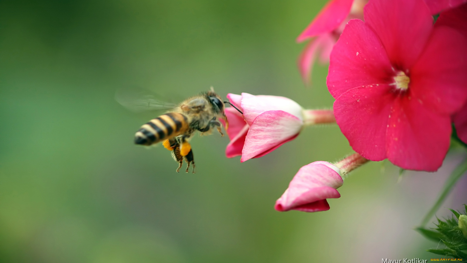 Пчела в цветке бесплатно