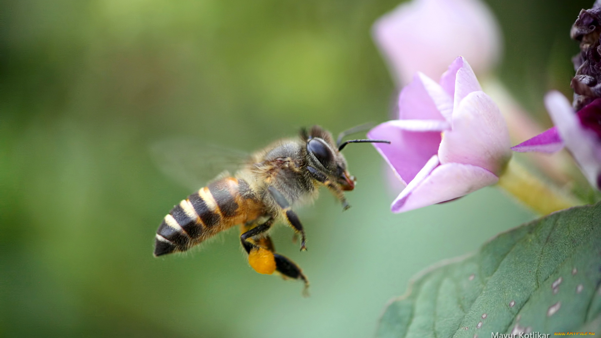животные, пчелы, осы, шмели, пчела, цветок