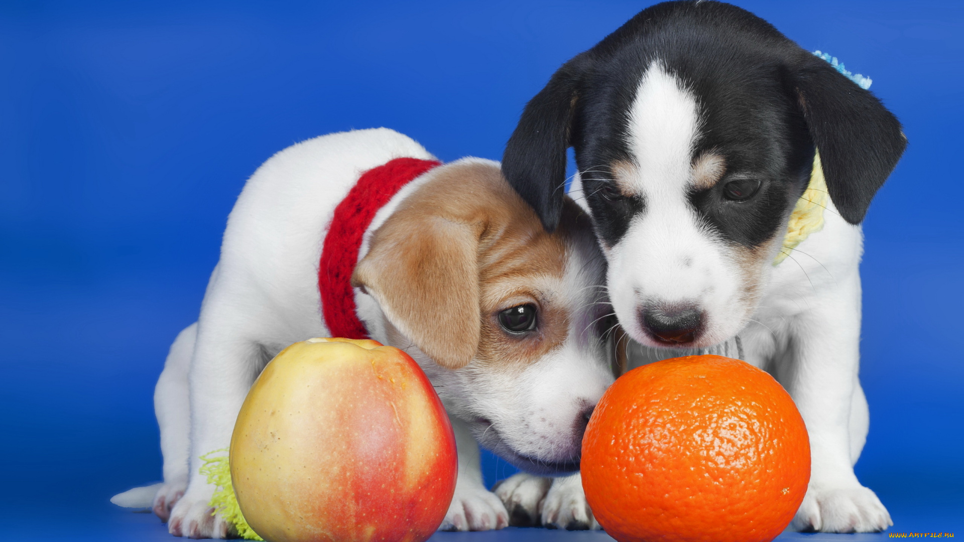 животные, собаки, яблоко, апельсин, щенки