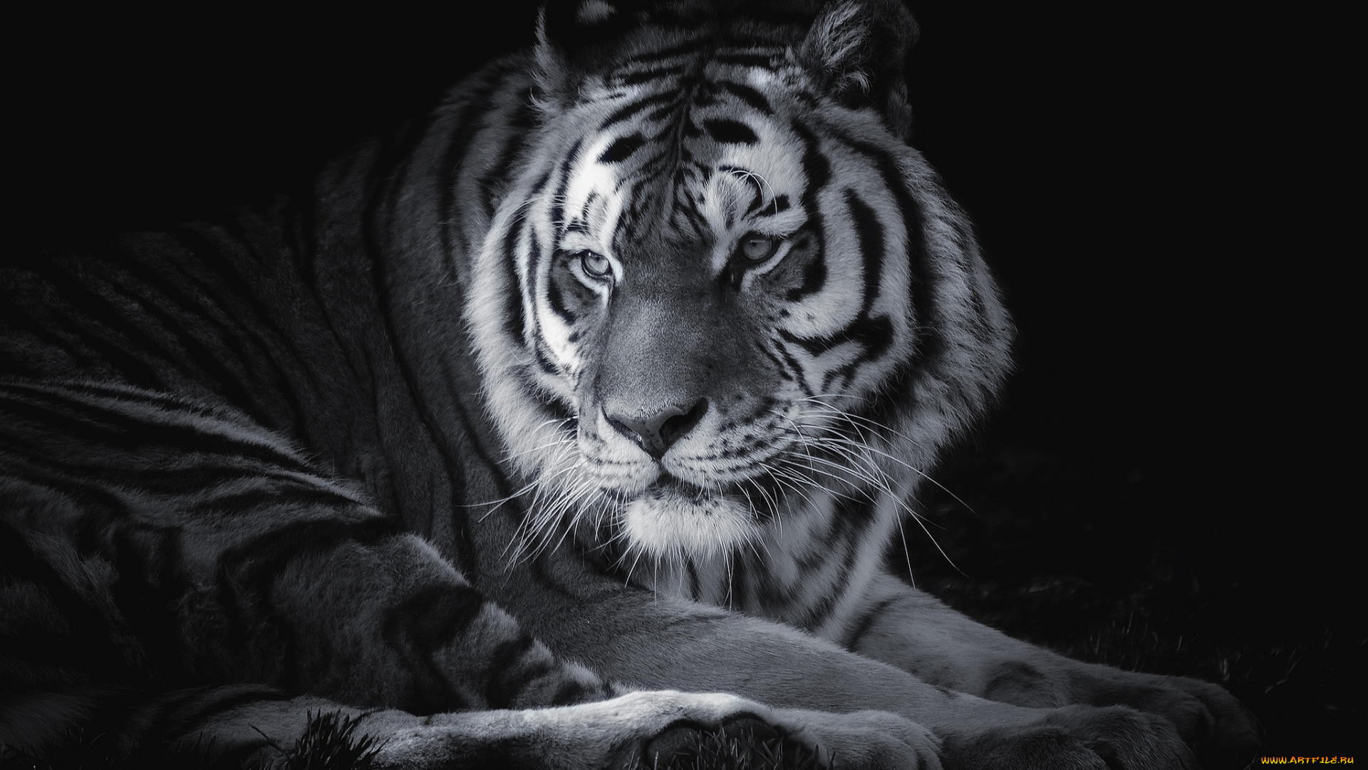 животные, тигры, хищник, портрет