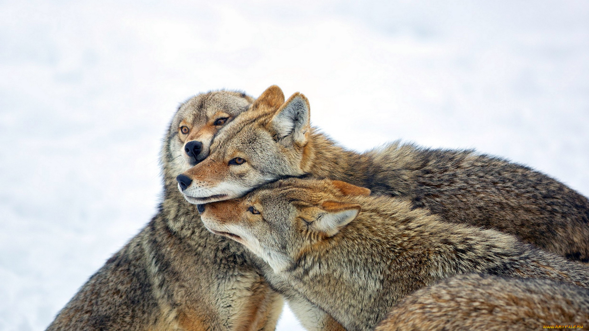 животные, волки, фон, природа, coyote