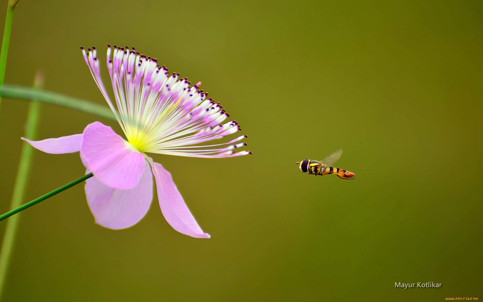 животные, пчелы, осы, шмели, цветок, пчела