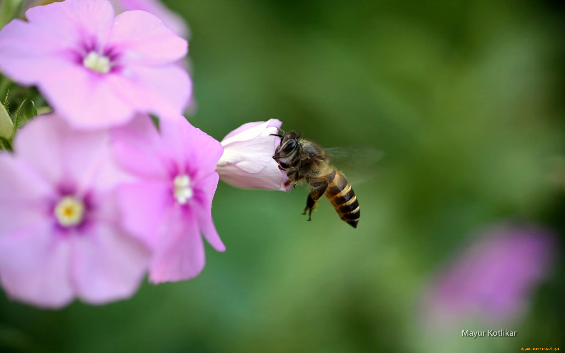 животные, пчелы, осы, шмели, пчела, цветок