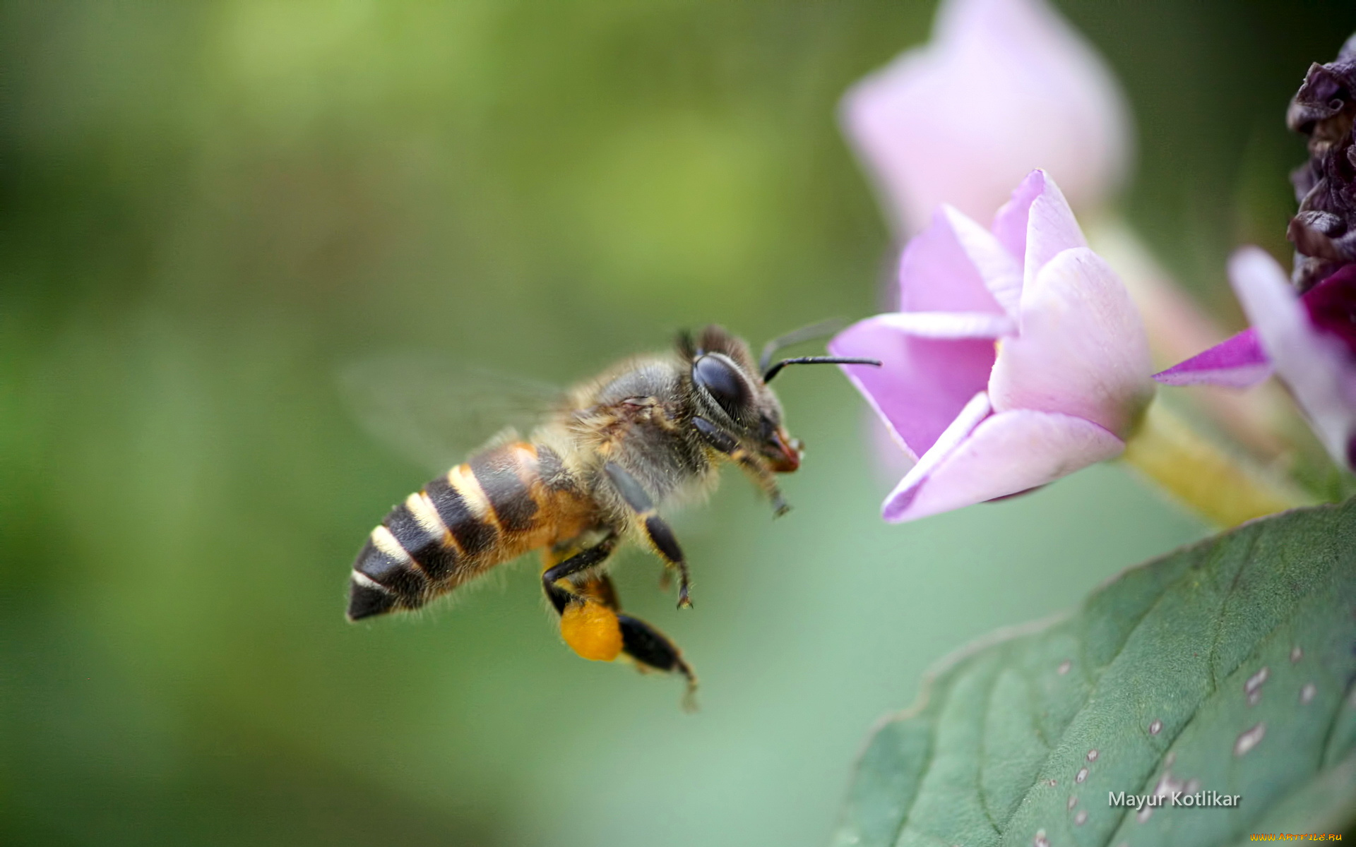Пока пчелы. Пчела. Пчела в полете. Медоносная пчела в полете. Пчела собирает нектар.