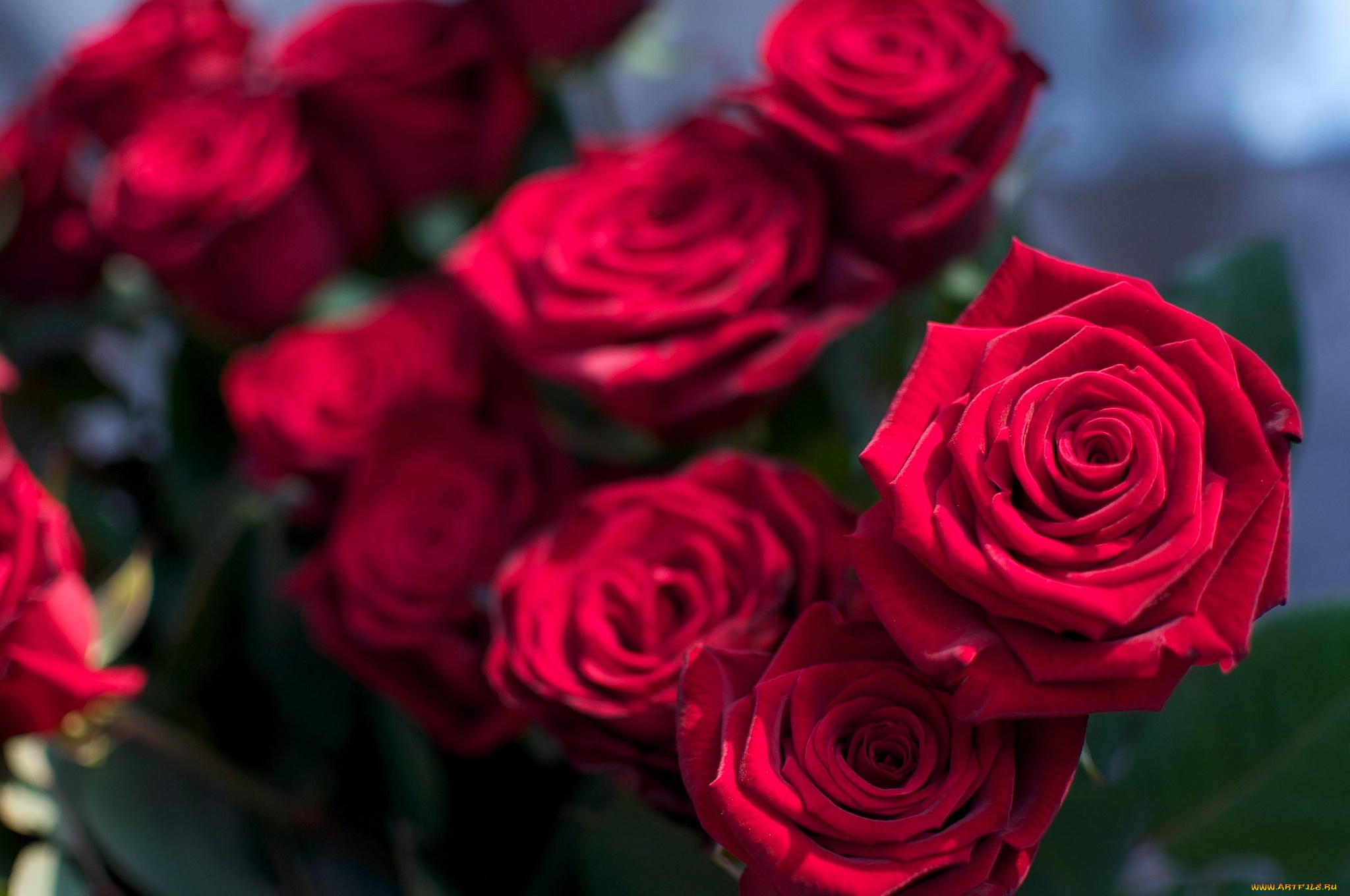 цветы, розы, красный, букет