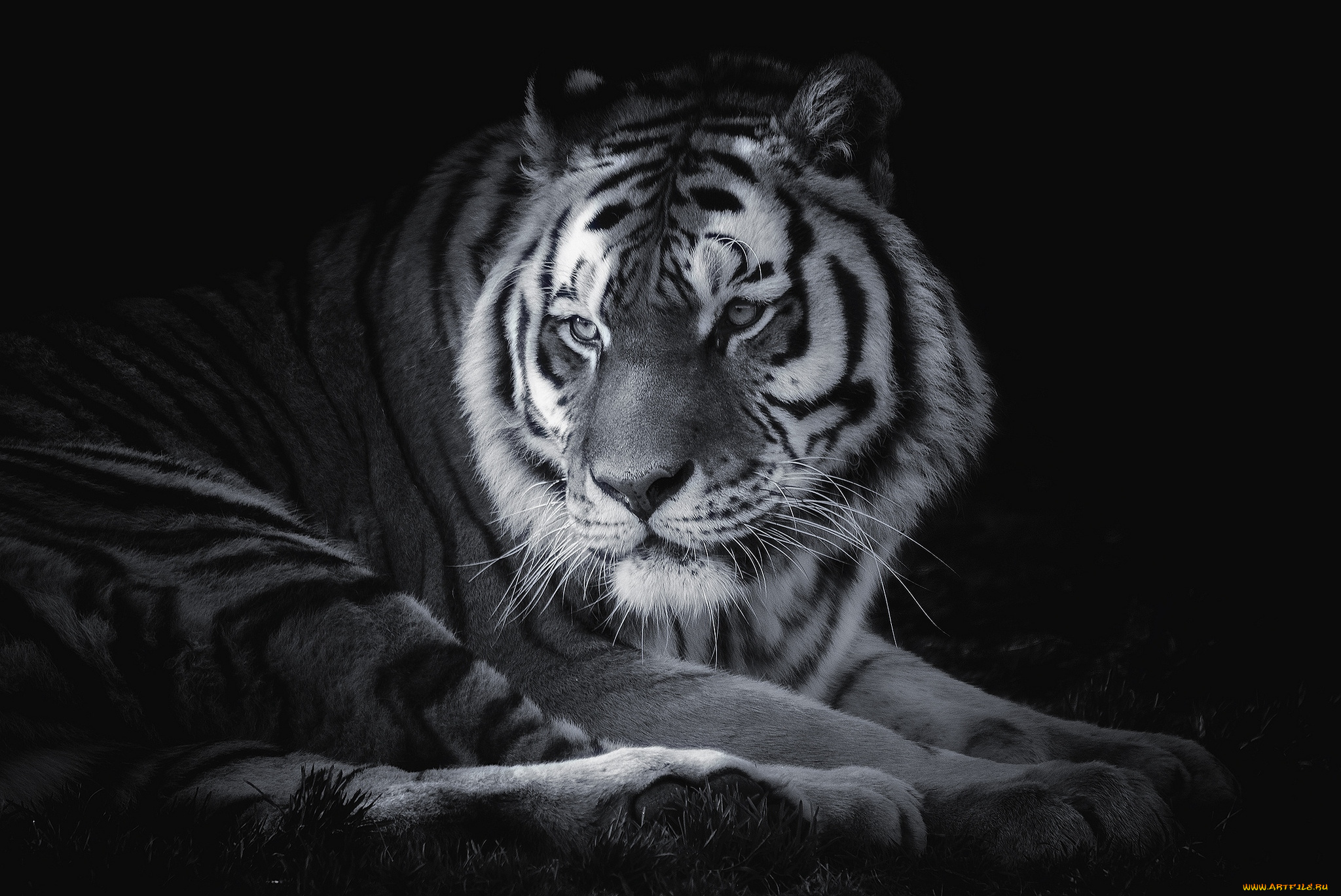 животные, тигры, хищник, портрет