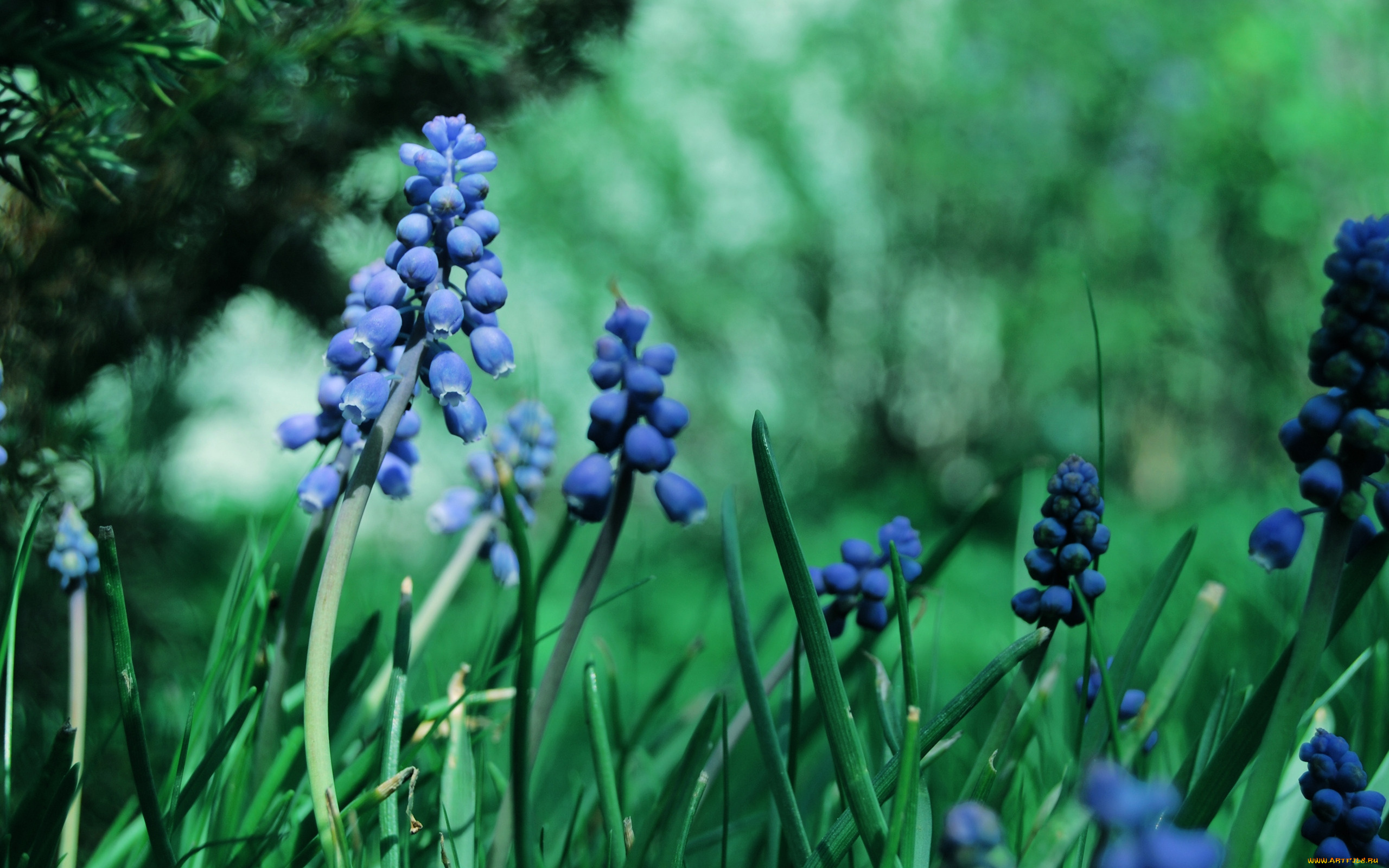 цветы, гиацинты, трава, синие