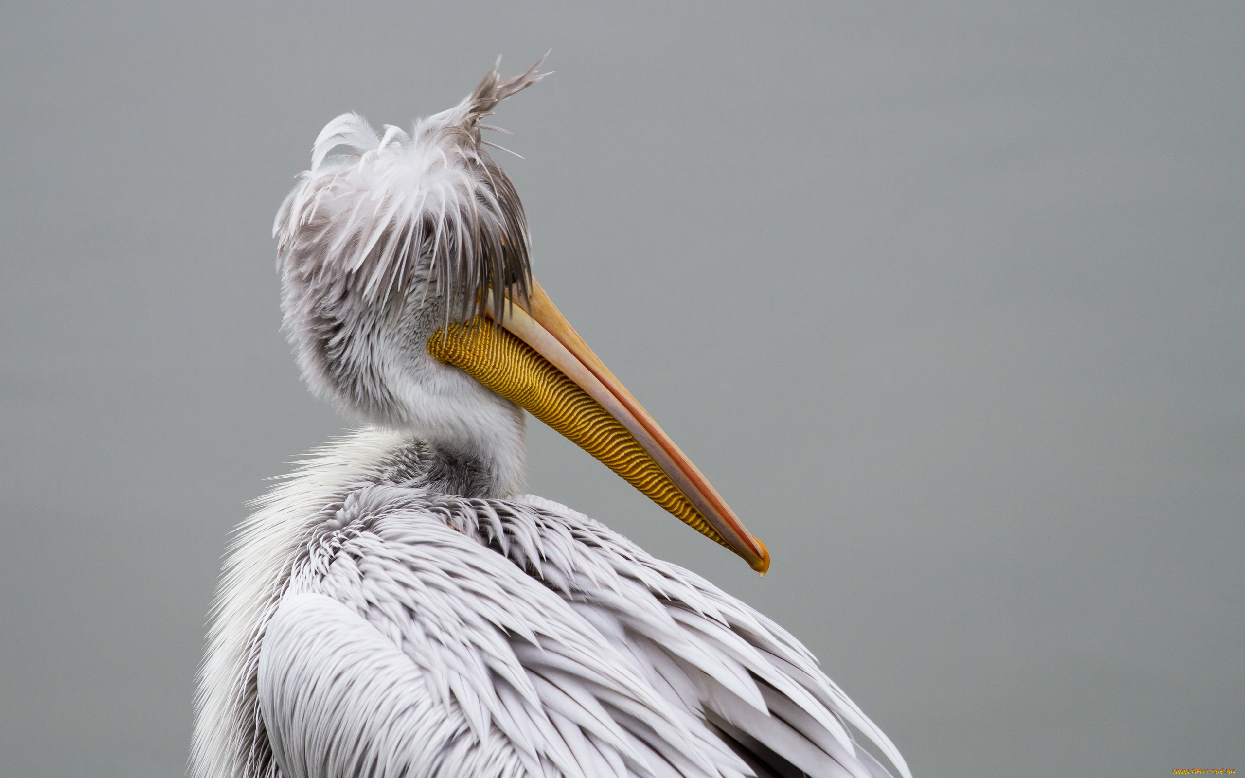 животные, пеликаны, птица, фон, pelican