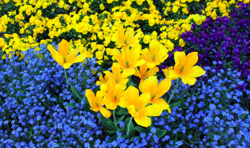 Картинка цветы разные вместе тюльпаны виола незабудки