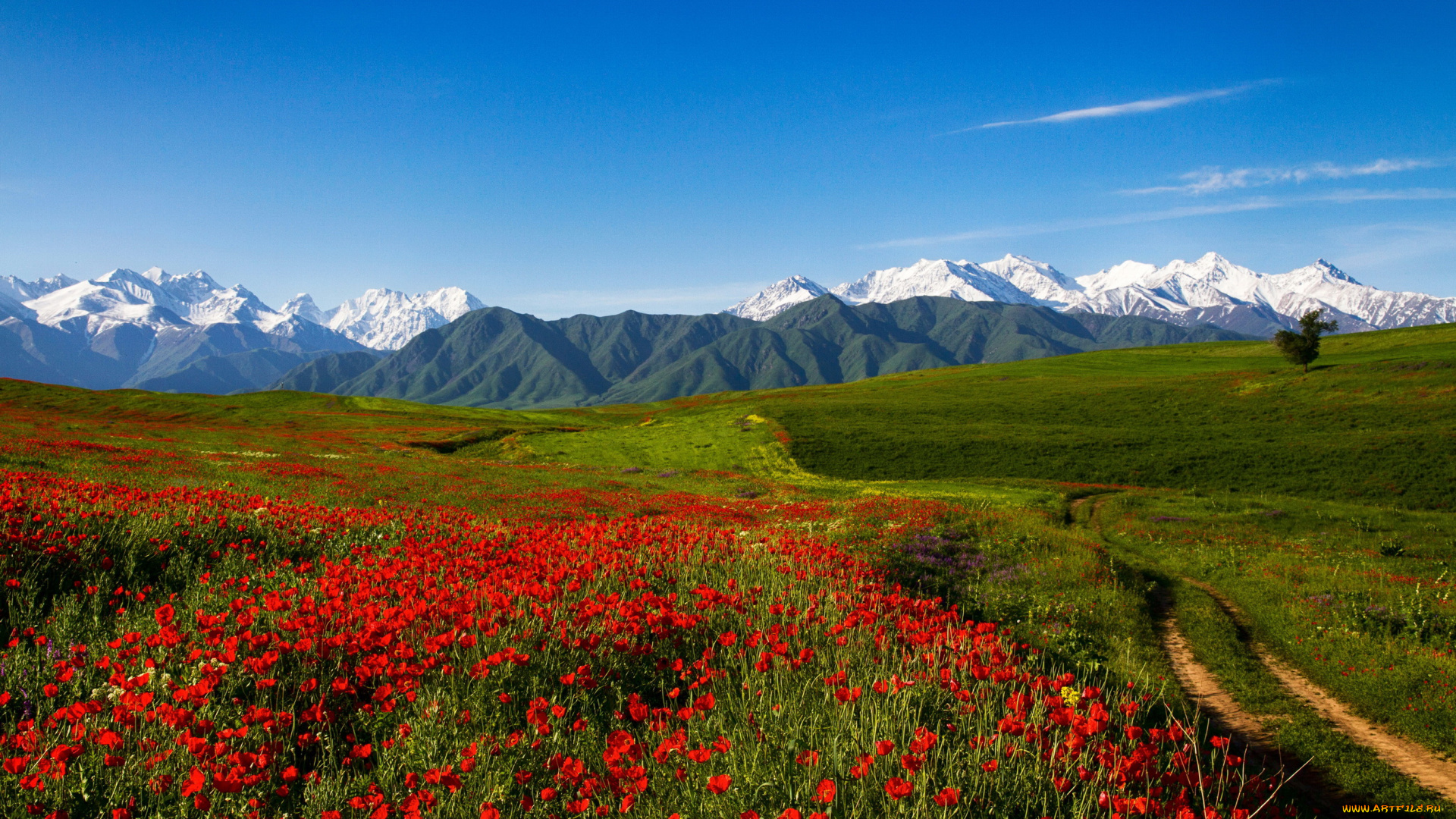 киргизия, , тянь-шань, природа, поля, маки, поле, тянь-шань, горы