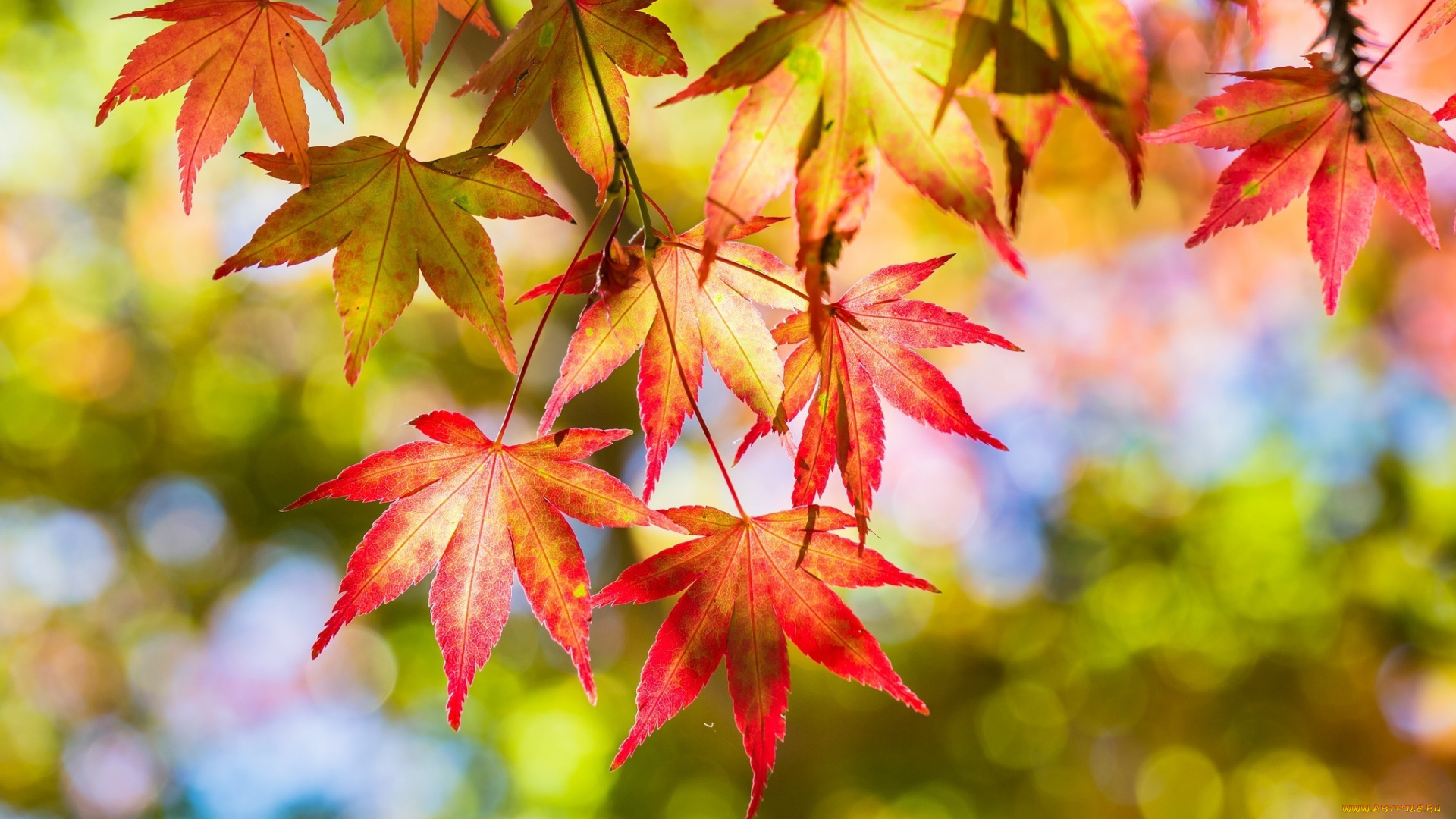 ветви листья осень branches leaves autumn без смс