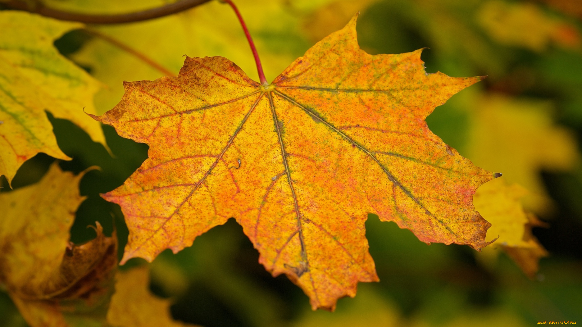 природа, листья, осень, макро, веточка