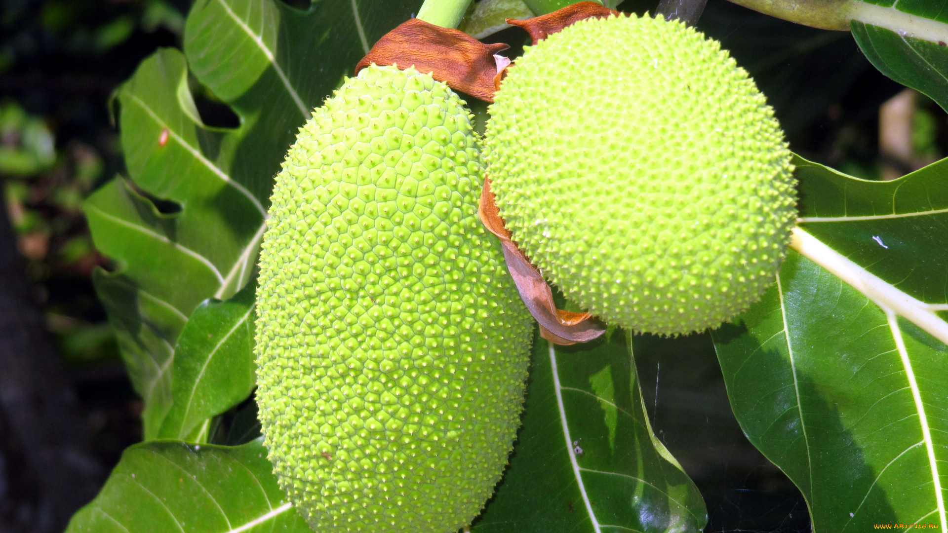 природа, плоды, breadfruit