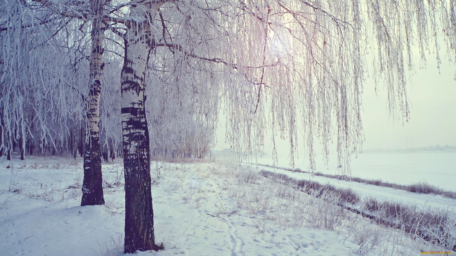 природа, зима, снег, березы