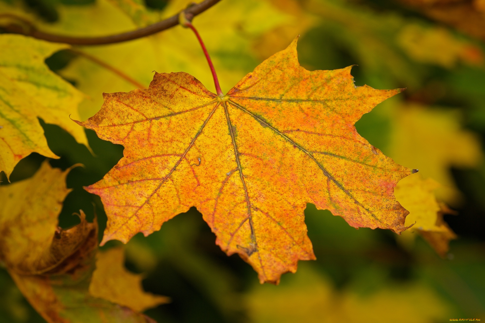 природа, листья, осень, макро, веточка