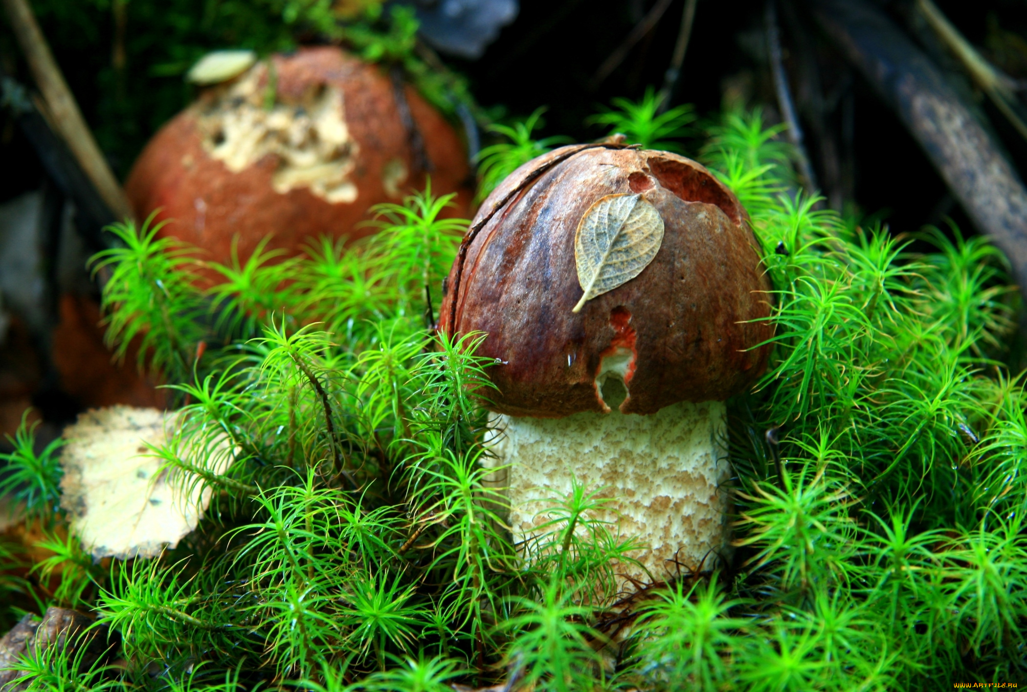 природа, грибы, малыши, мох