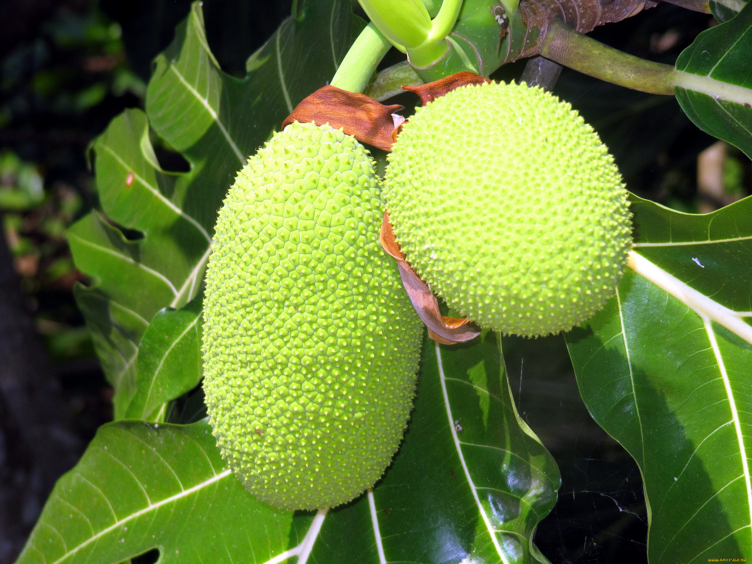 природа, плоды, breadfruit