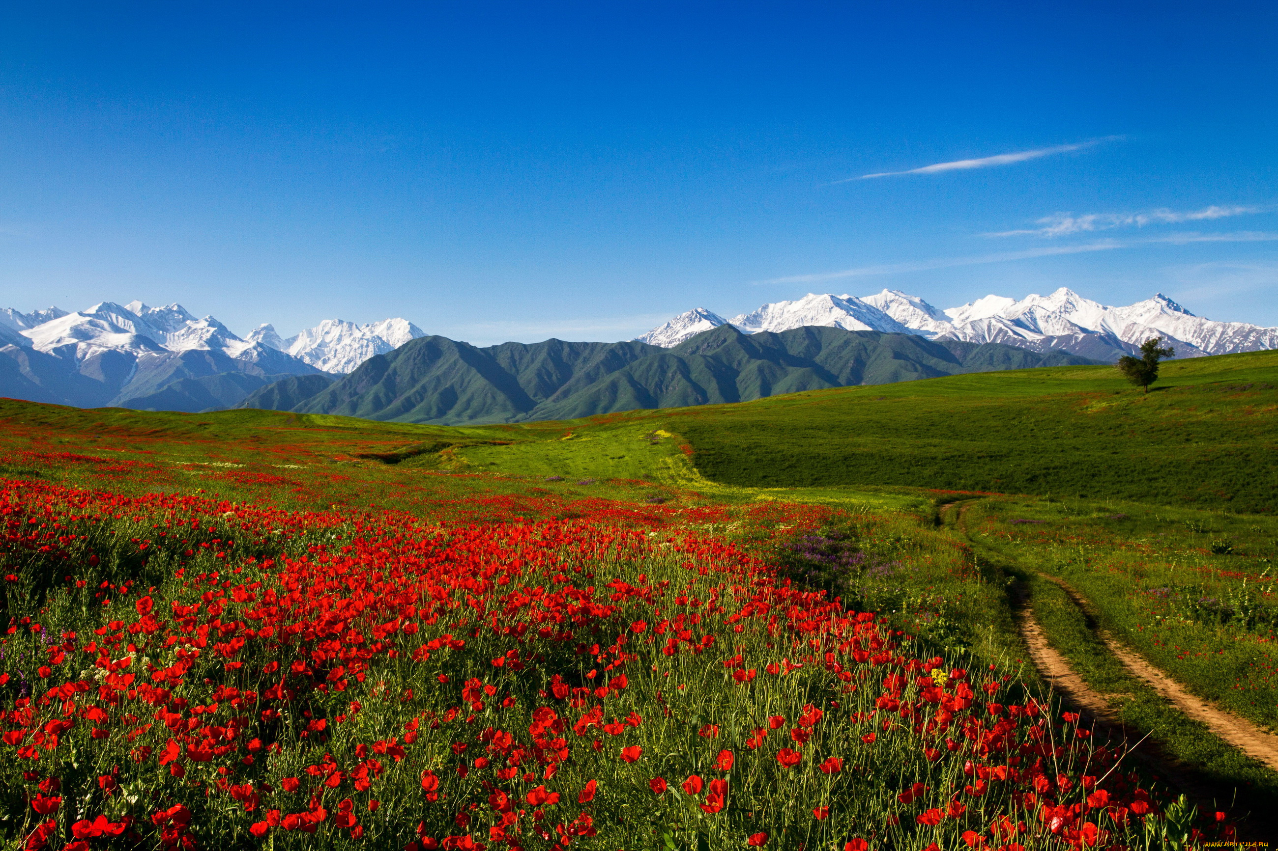 киргизия, , тянь-шань, природа, поля, маки, поле, тянь-шань, горы