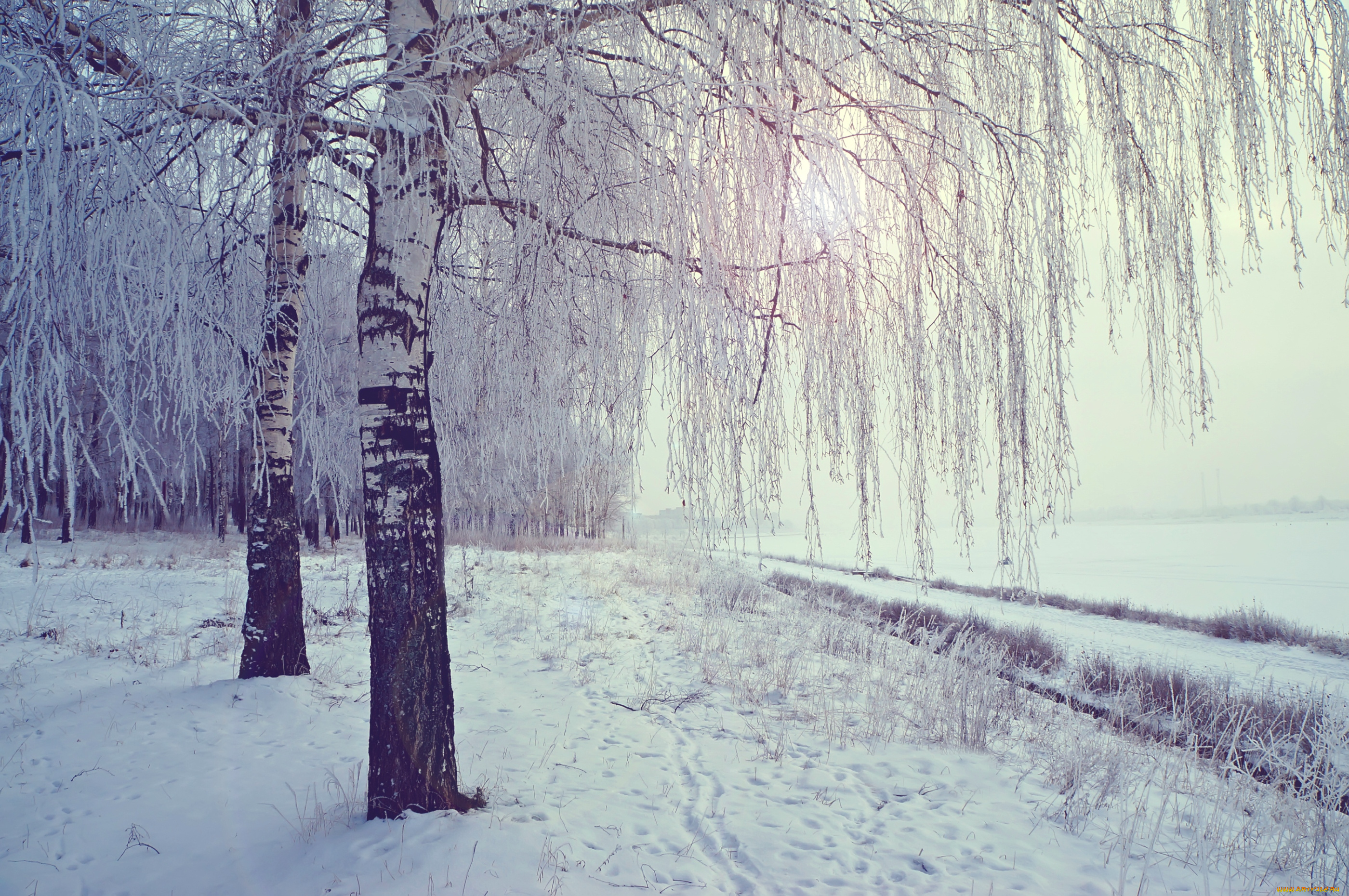 природа, зима, снег, березы