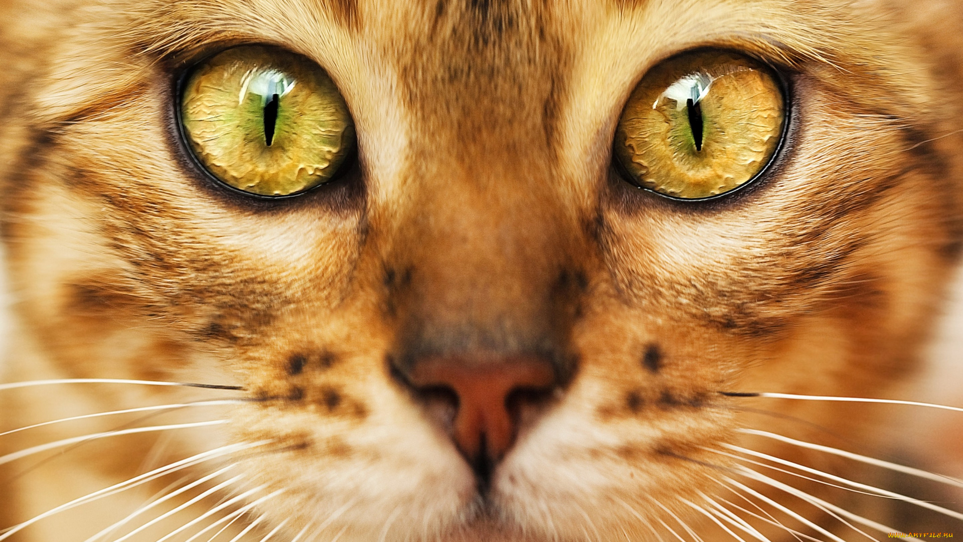 животные, коты, кот, зеленые, глаза, взгляд, мордочка, окрас