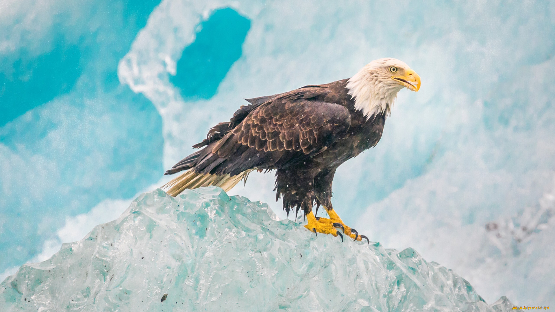 животные, птицы, -, хищники, ястреб, природа, glacier, bay, national, park, птица