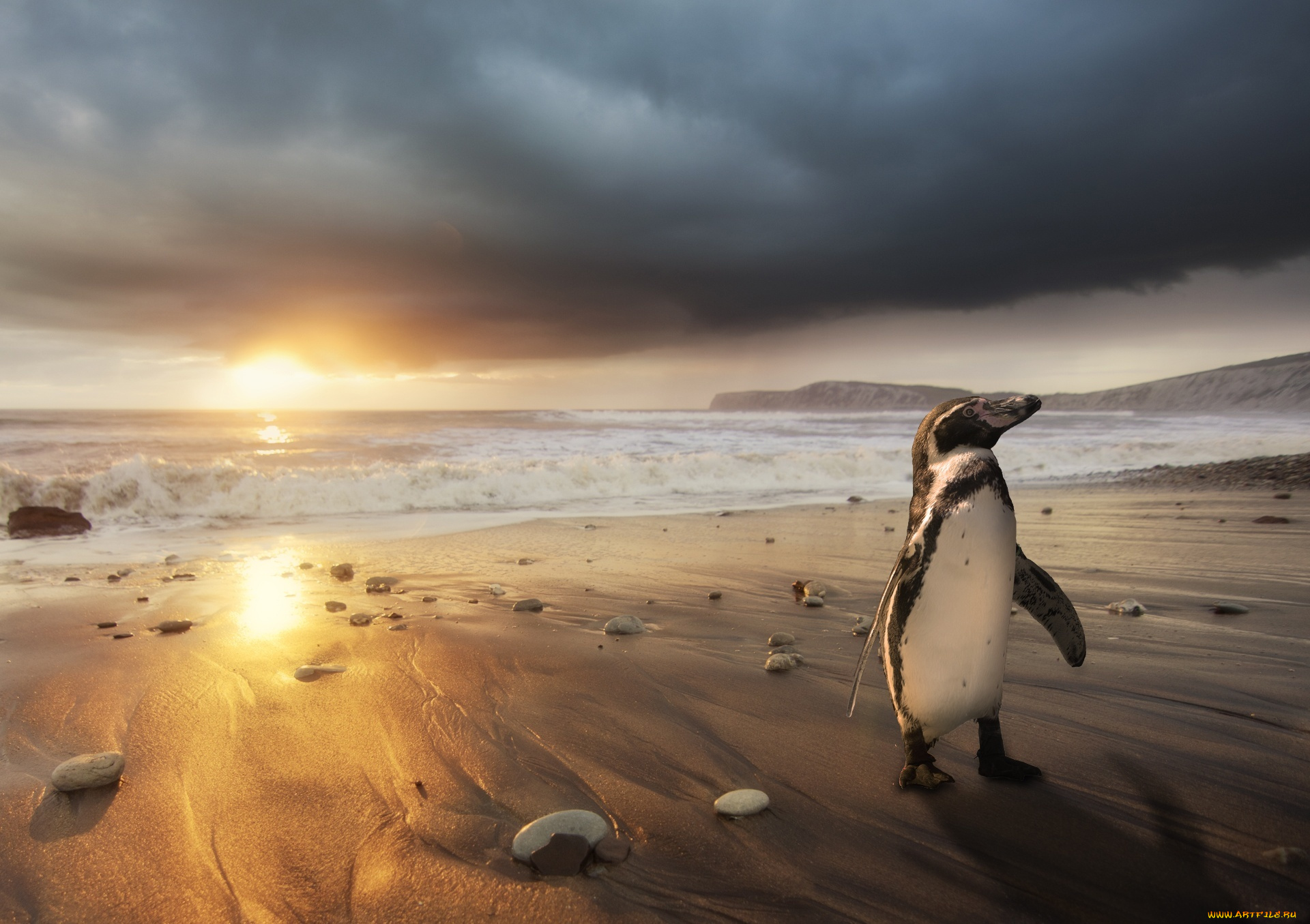 животные, пингвины, пляж, пингвин, рассвет, побережье, океан