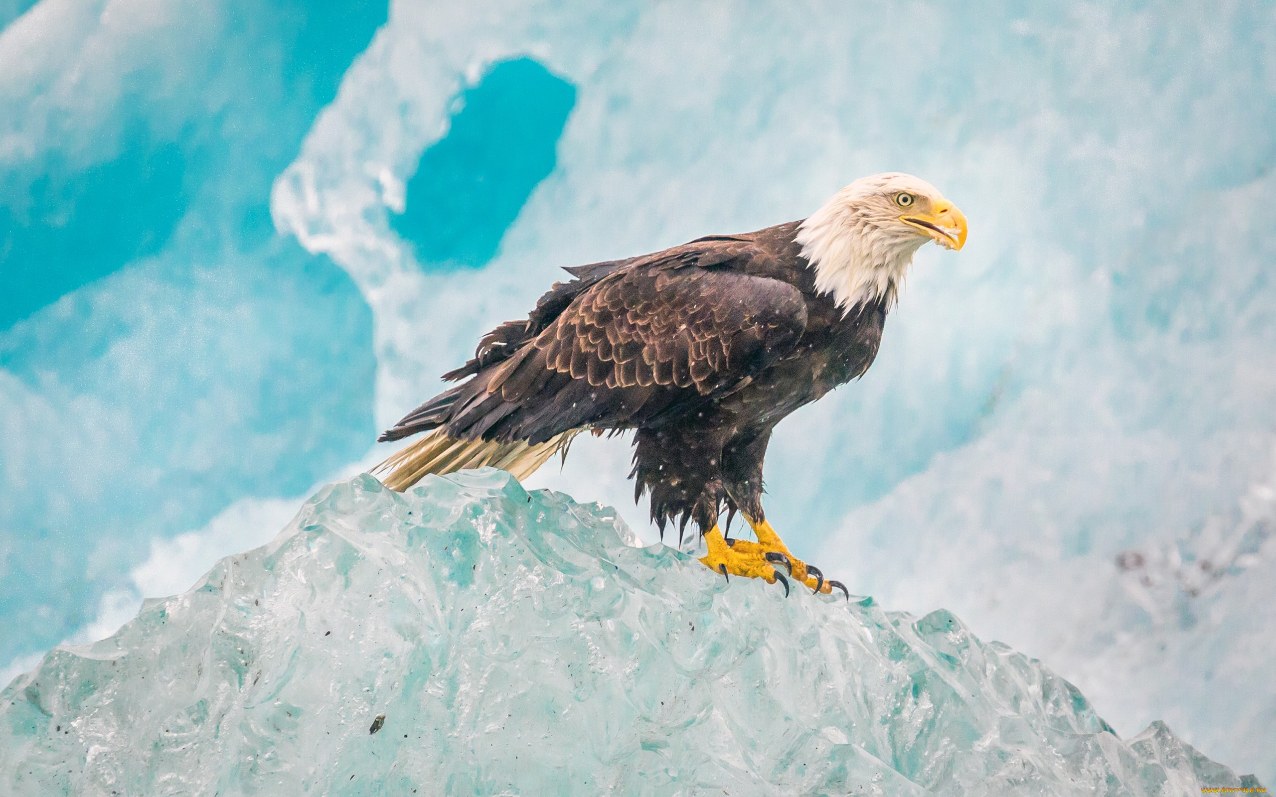 животные, птицы, -, хищники, ястреб, природа, glacier, bay, national, park, птица