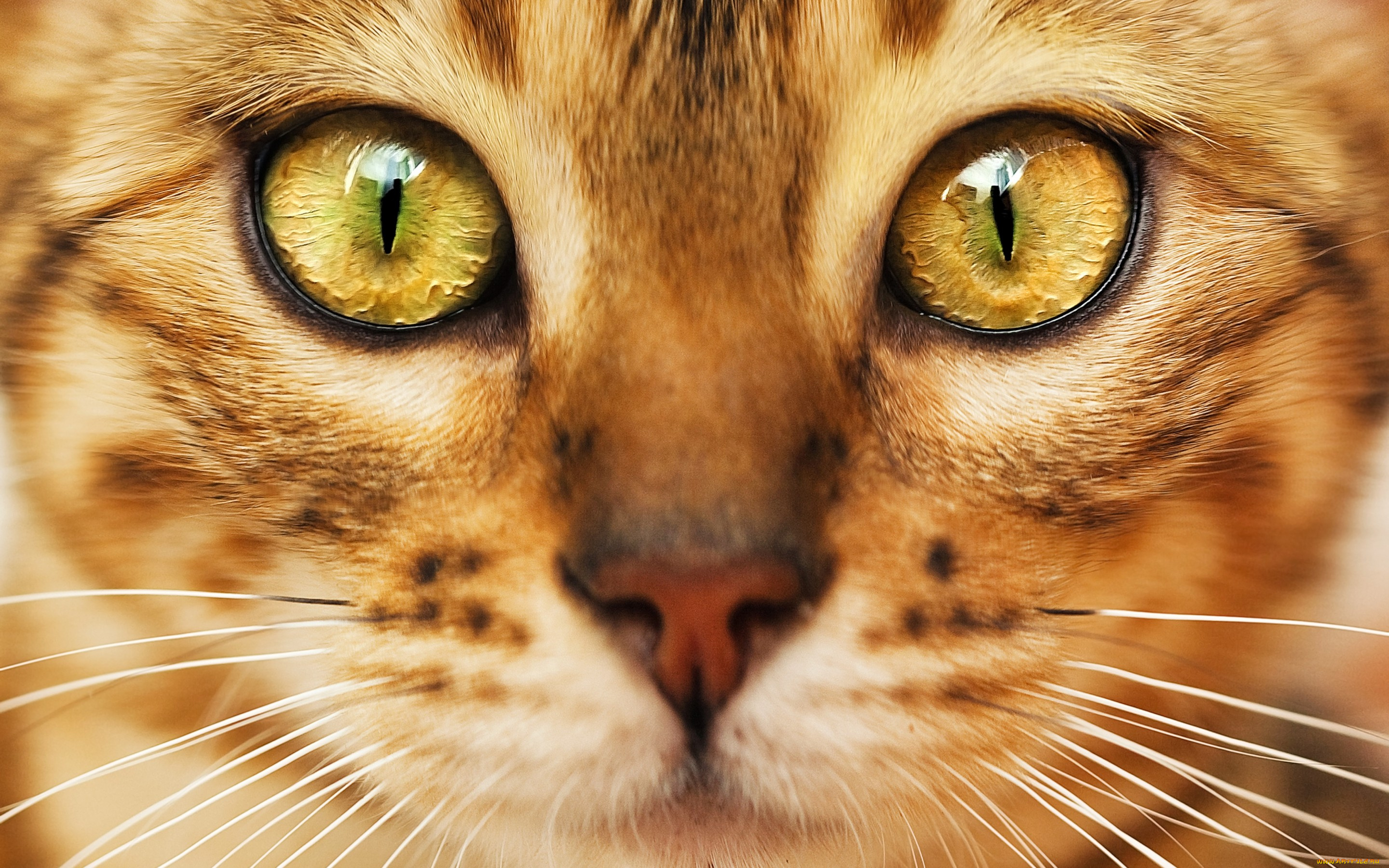 животные, коты, кот, зеленые, глаза, взгляд, мордочка, окрас
