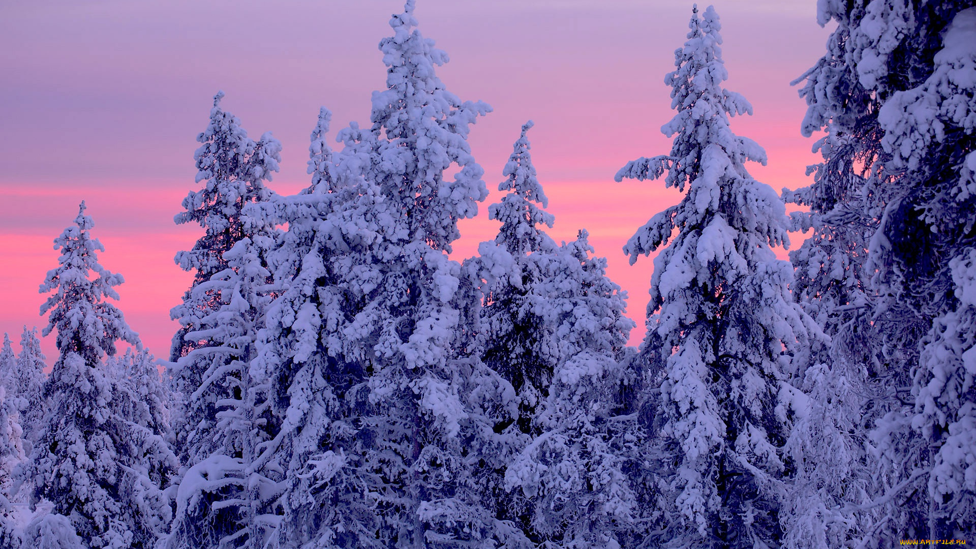 природа, зима, лапландия, lapland, finland, финляндия, ели, деревья, закат