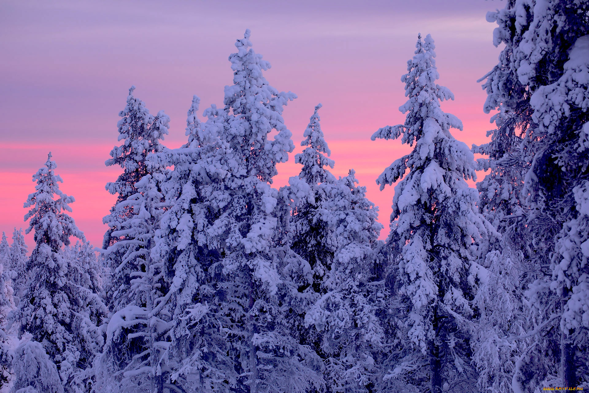природа, зима, лапландия, lapland, finland, финляндия, ели, деревья, закат