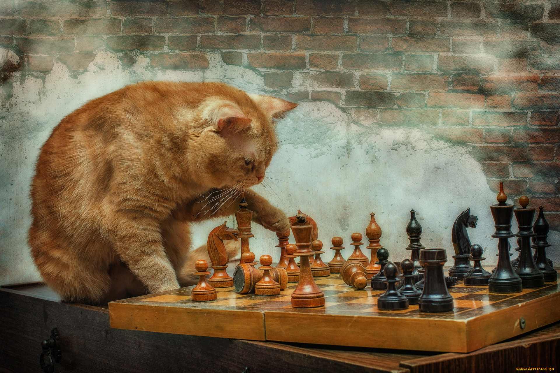 животные, коты, шахматы, рыжий, кот
