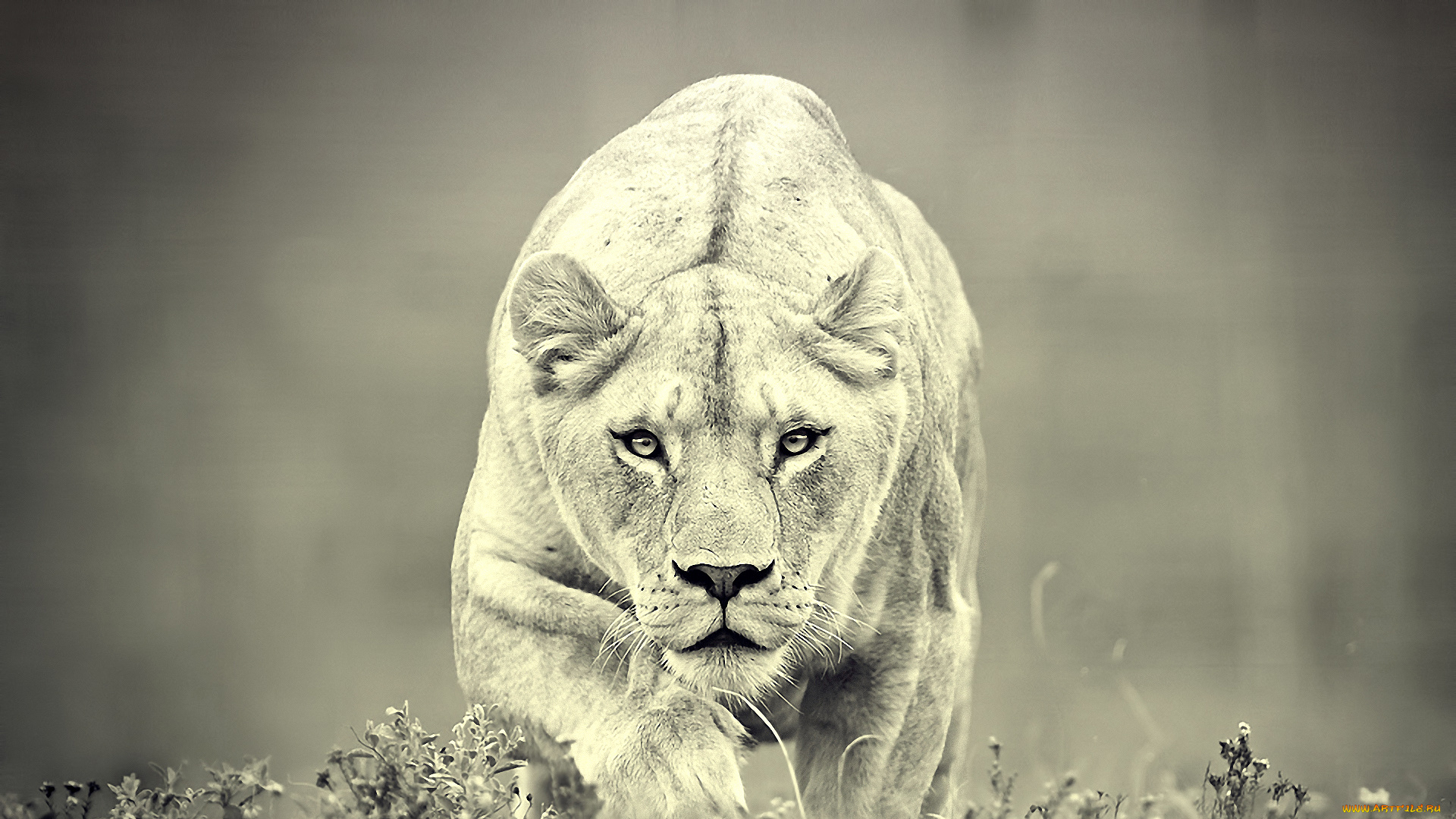 животные, львы, predator, хищник, lion, львица, черно, белое