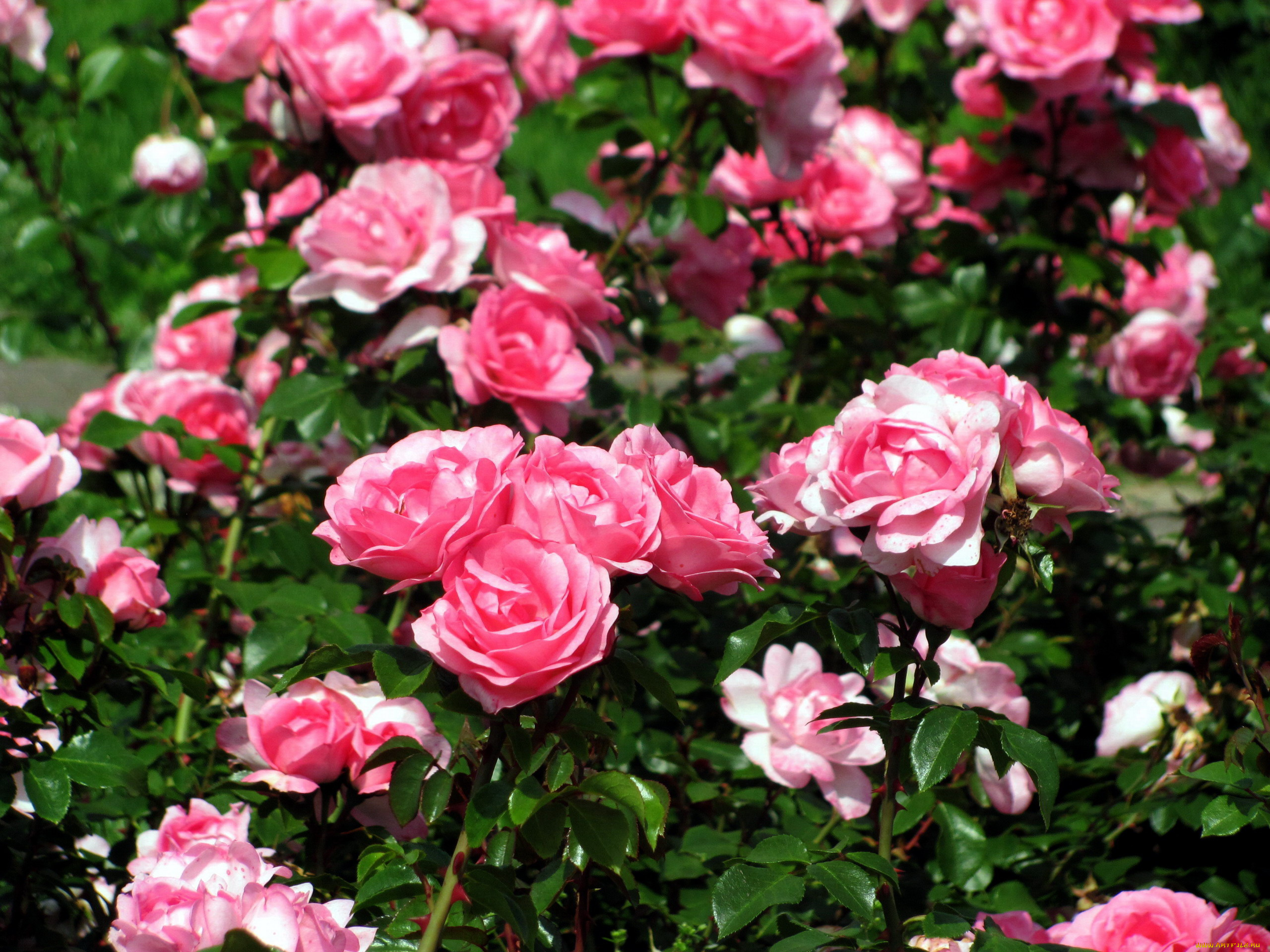 цветы, розы, куст, розовые