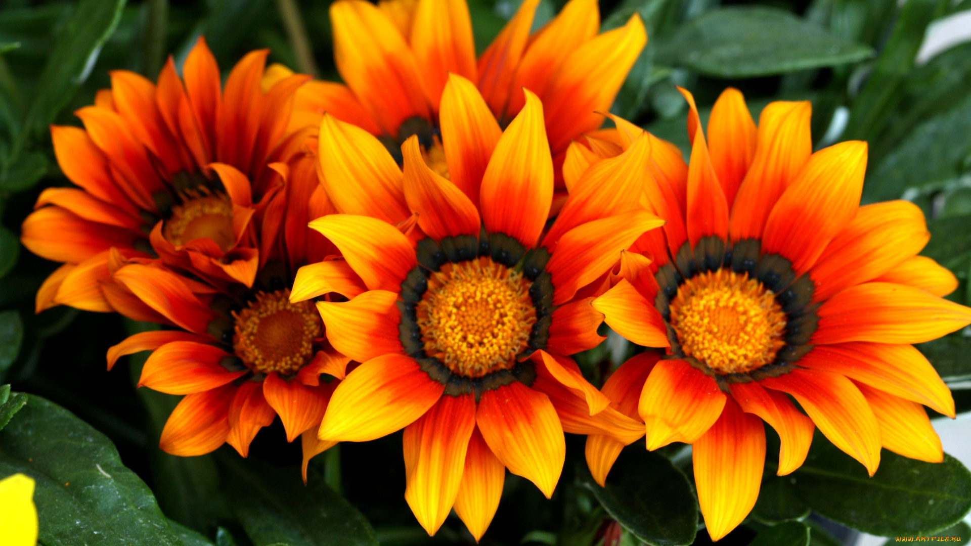 цветы, газания, яркий, оранжевый