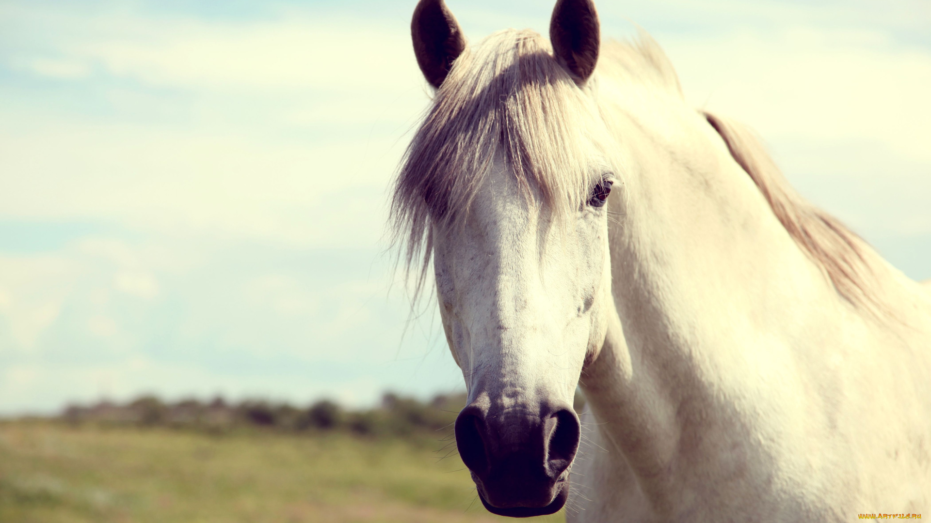 животные, лошади, белый, конь