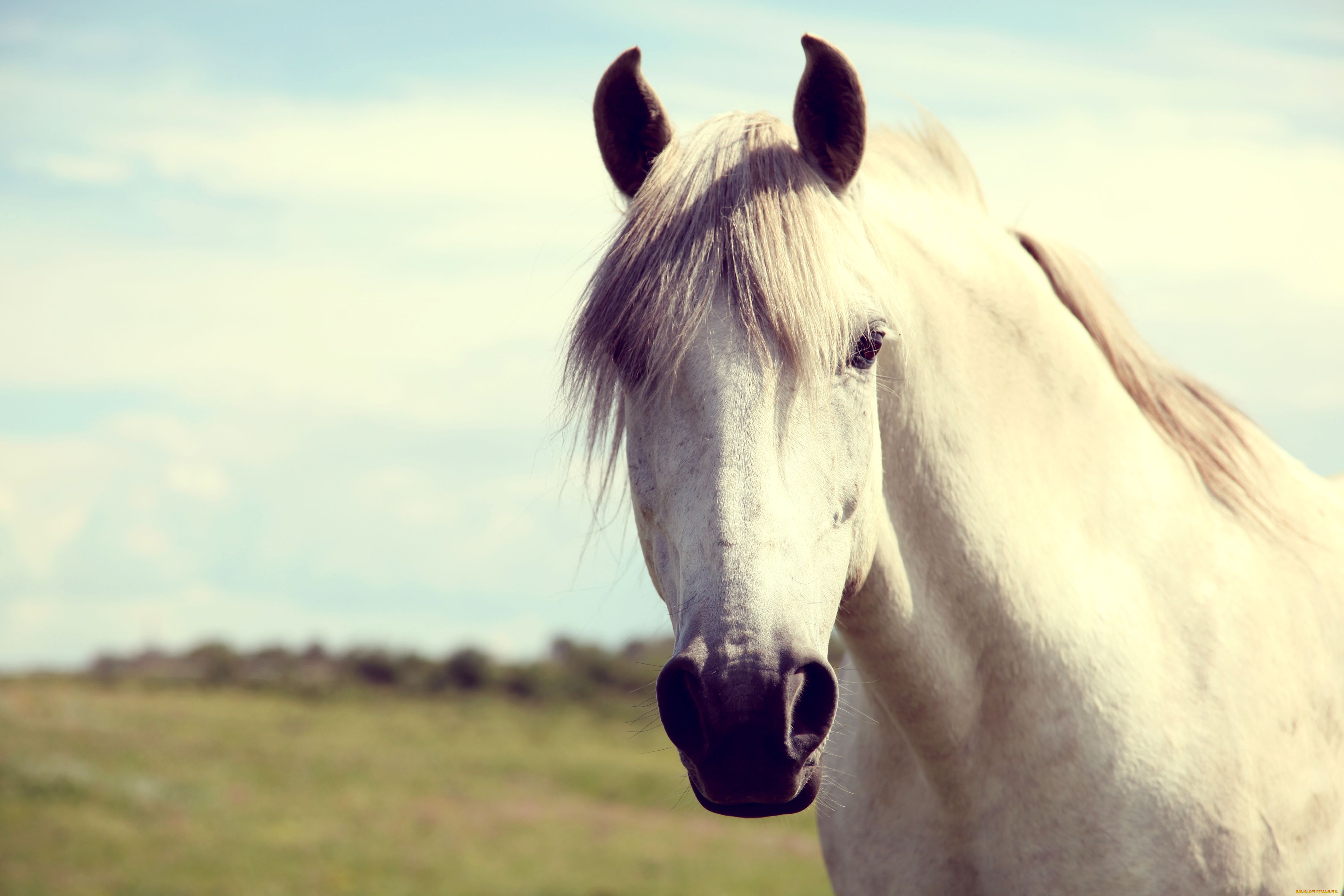 животные, лошади, белый, конь