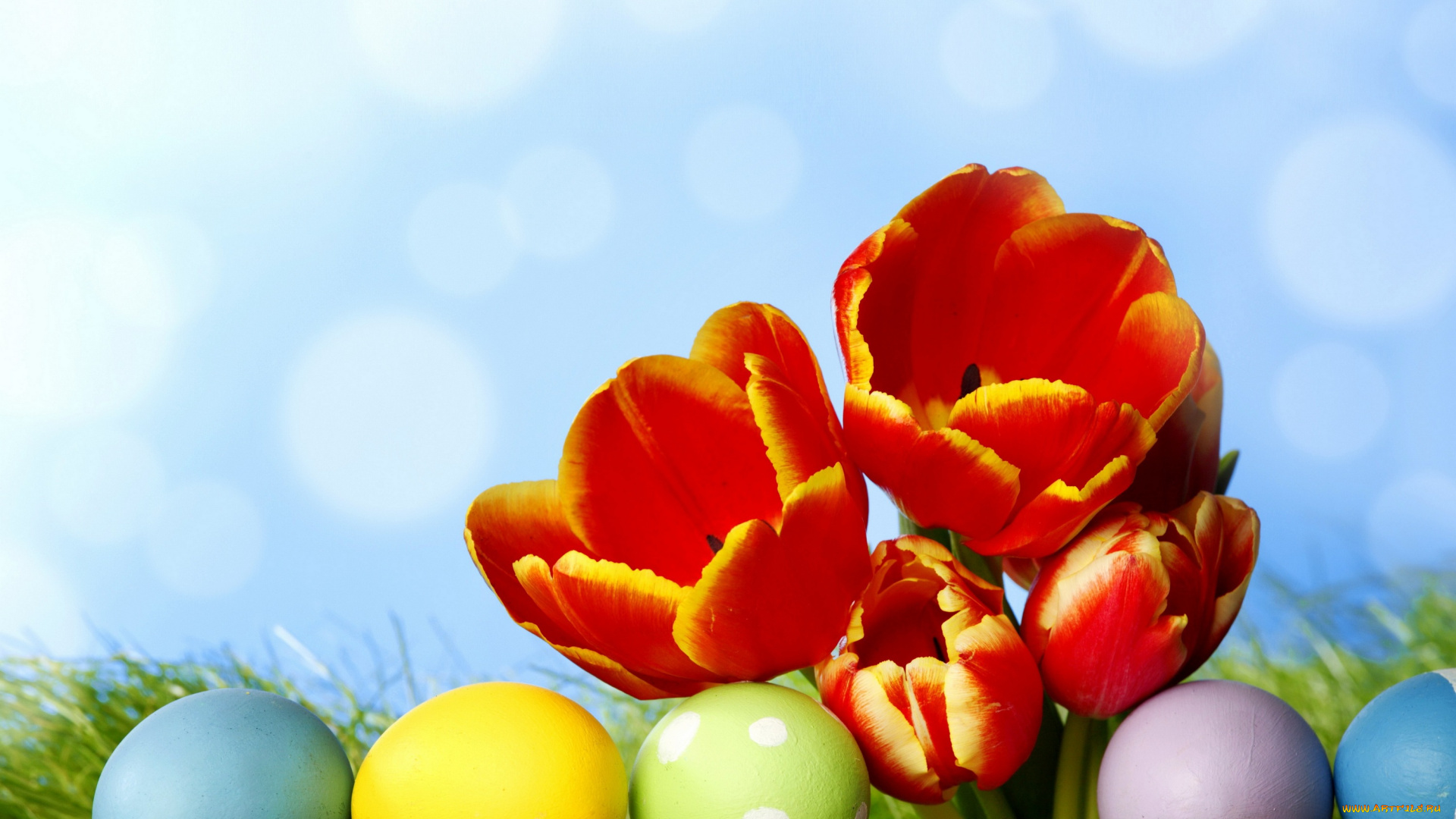 праздничные, пасха, цветы, яйца, праздник, фон, трава, тюльпаны