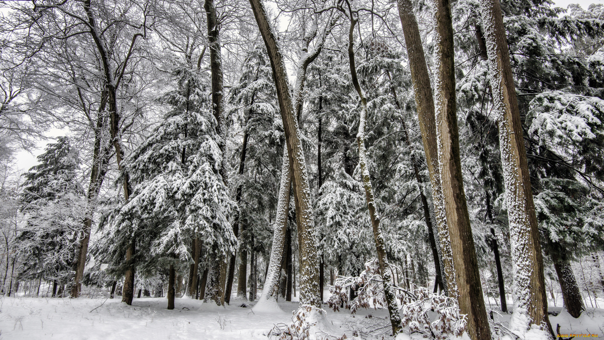 природа, лес, снег, елки, деревья, зима