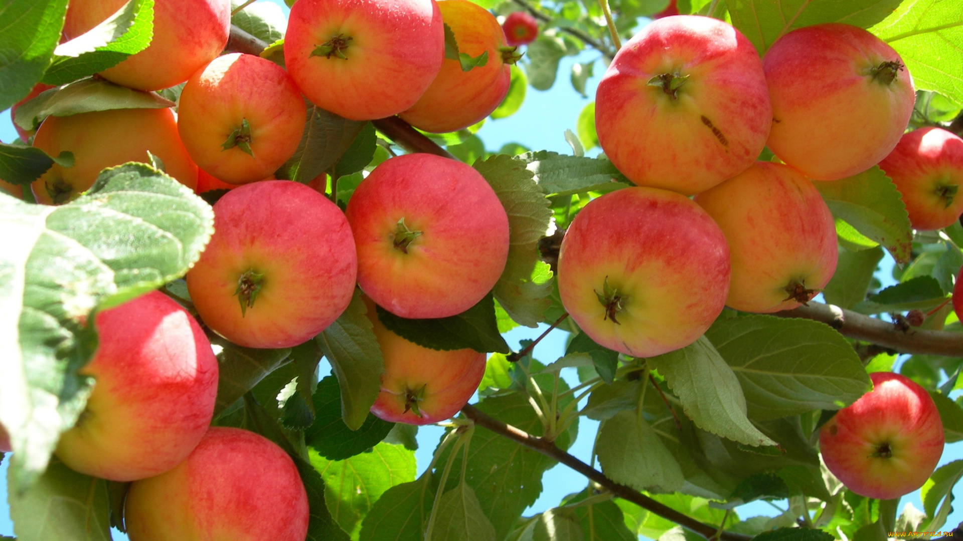 природа, плоды, яблоня