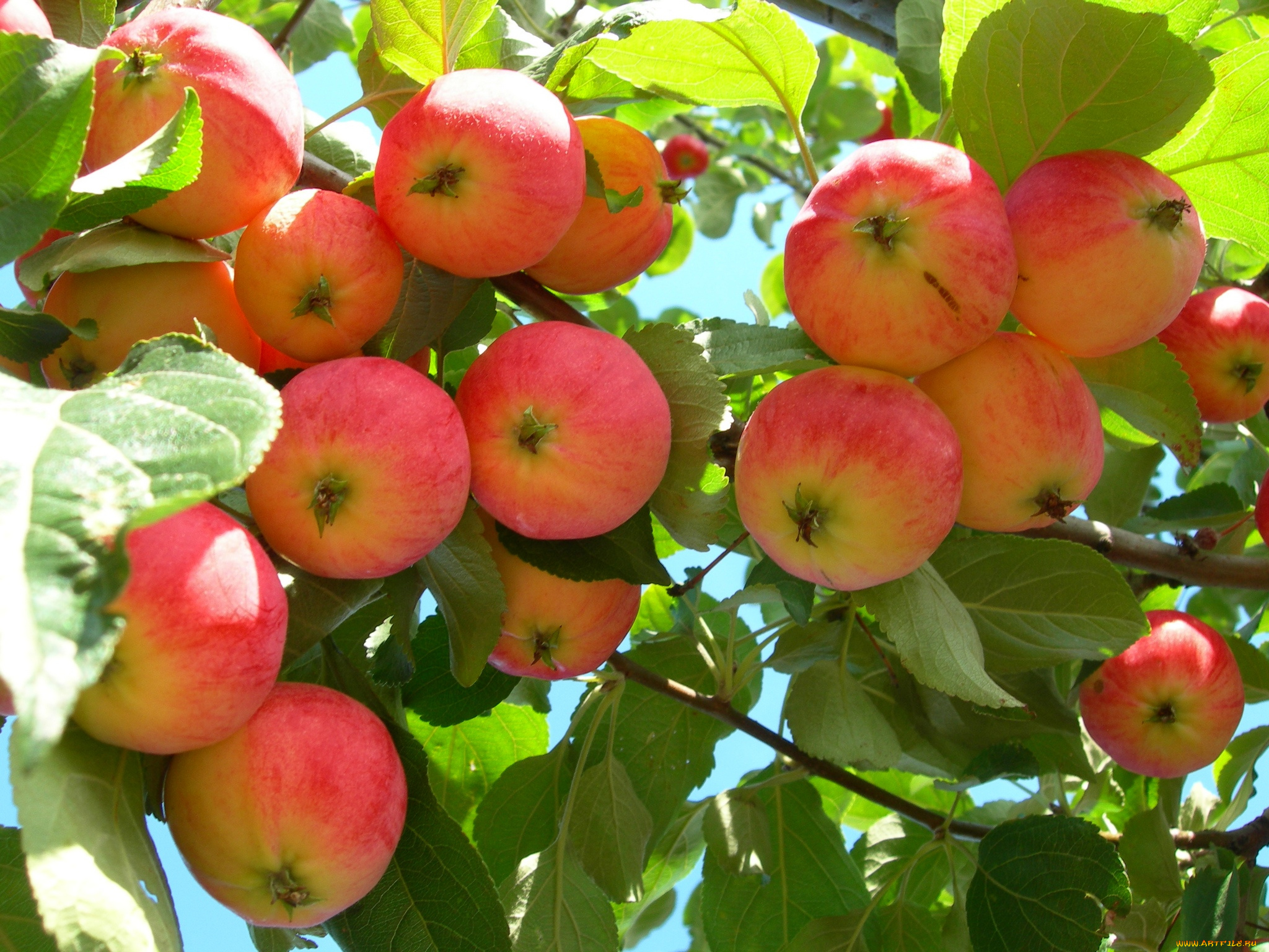 природа, плоды, яблоня