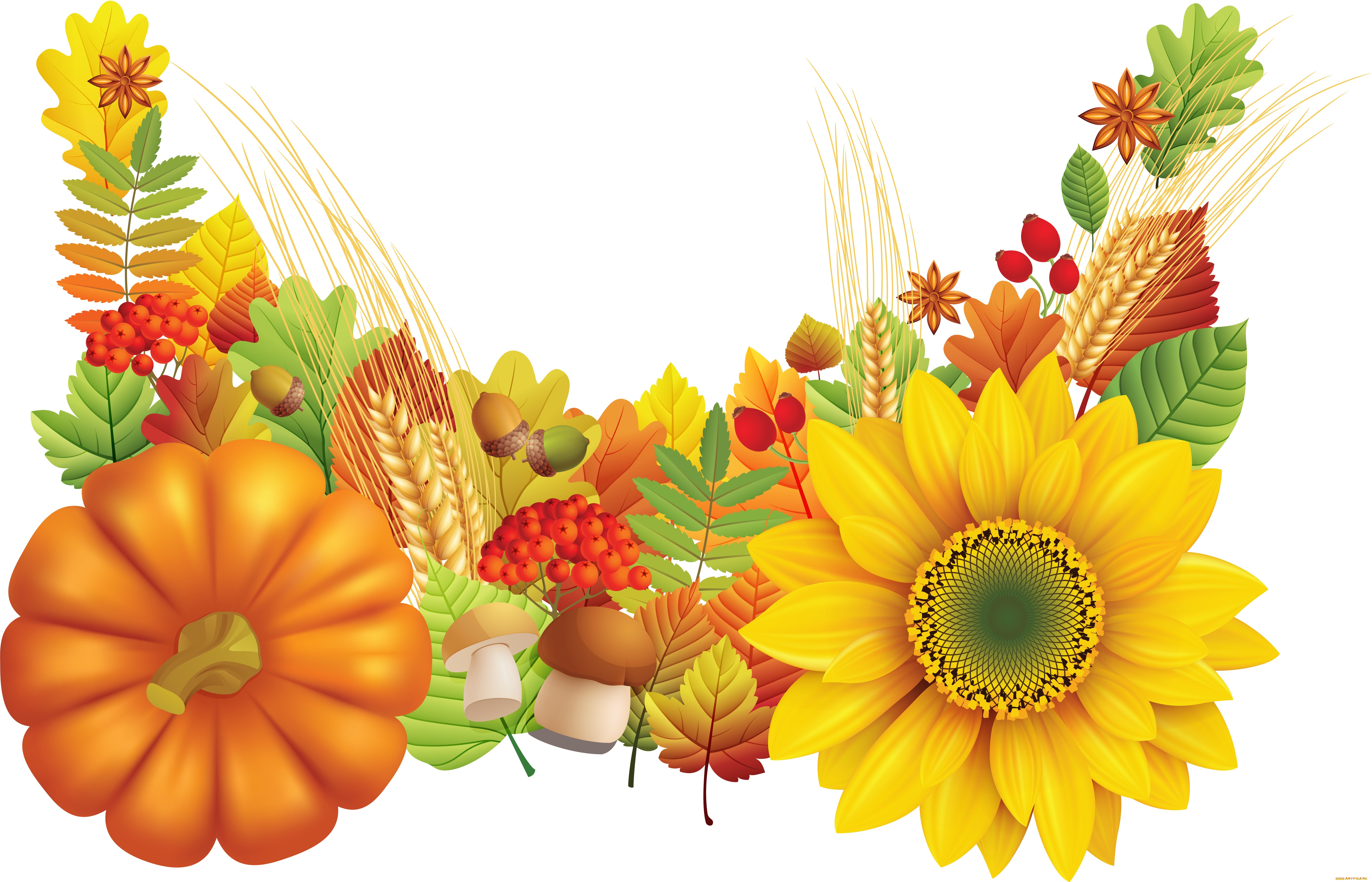 векторная, графика, цветы, осень, желуди, рябина, подсолнух, тыква, колосья, шиповник, листья