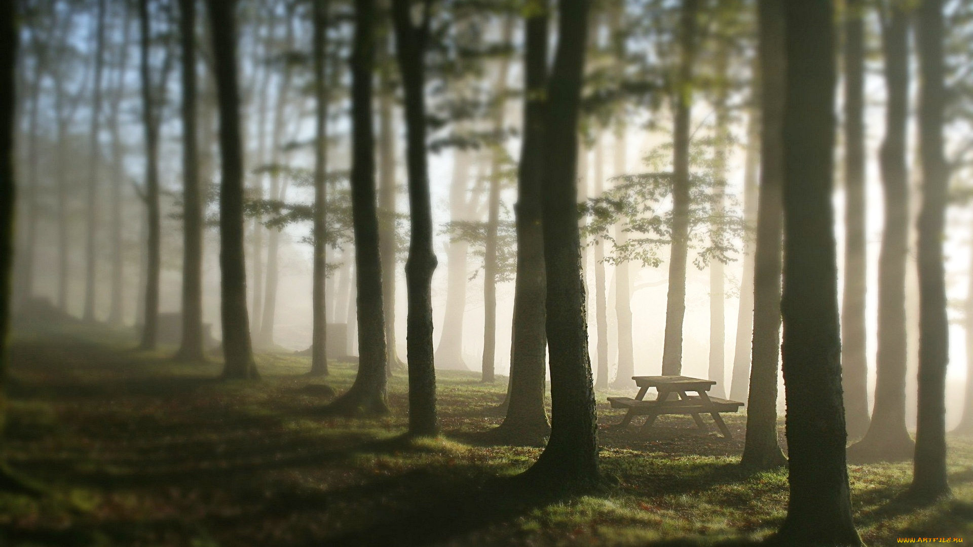 природа, лес, стол, туман, деревья, утро