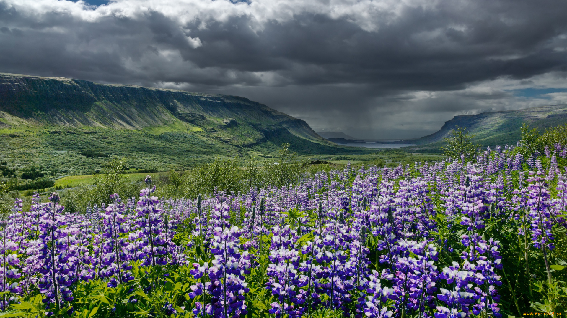 цветы, люпин, лето, небо, долина, исландия, горы, тучи, облака, люпины