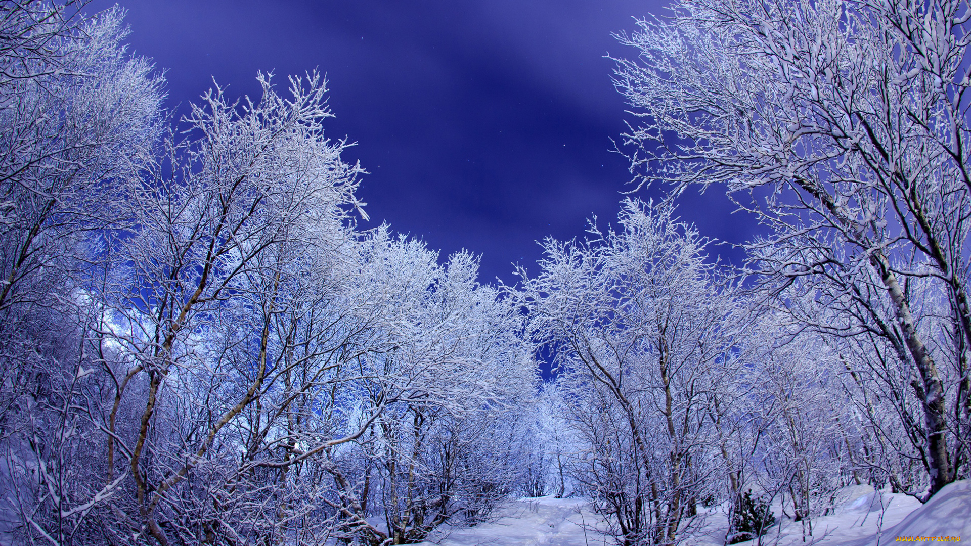 природа, зима, деревья, ночь, холод, иней, снег, мороз