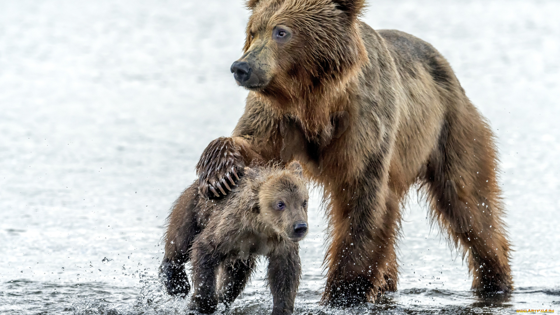 животные, медведи, медведица, капли, медведь, вода, мокрые, медвежонок