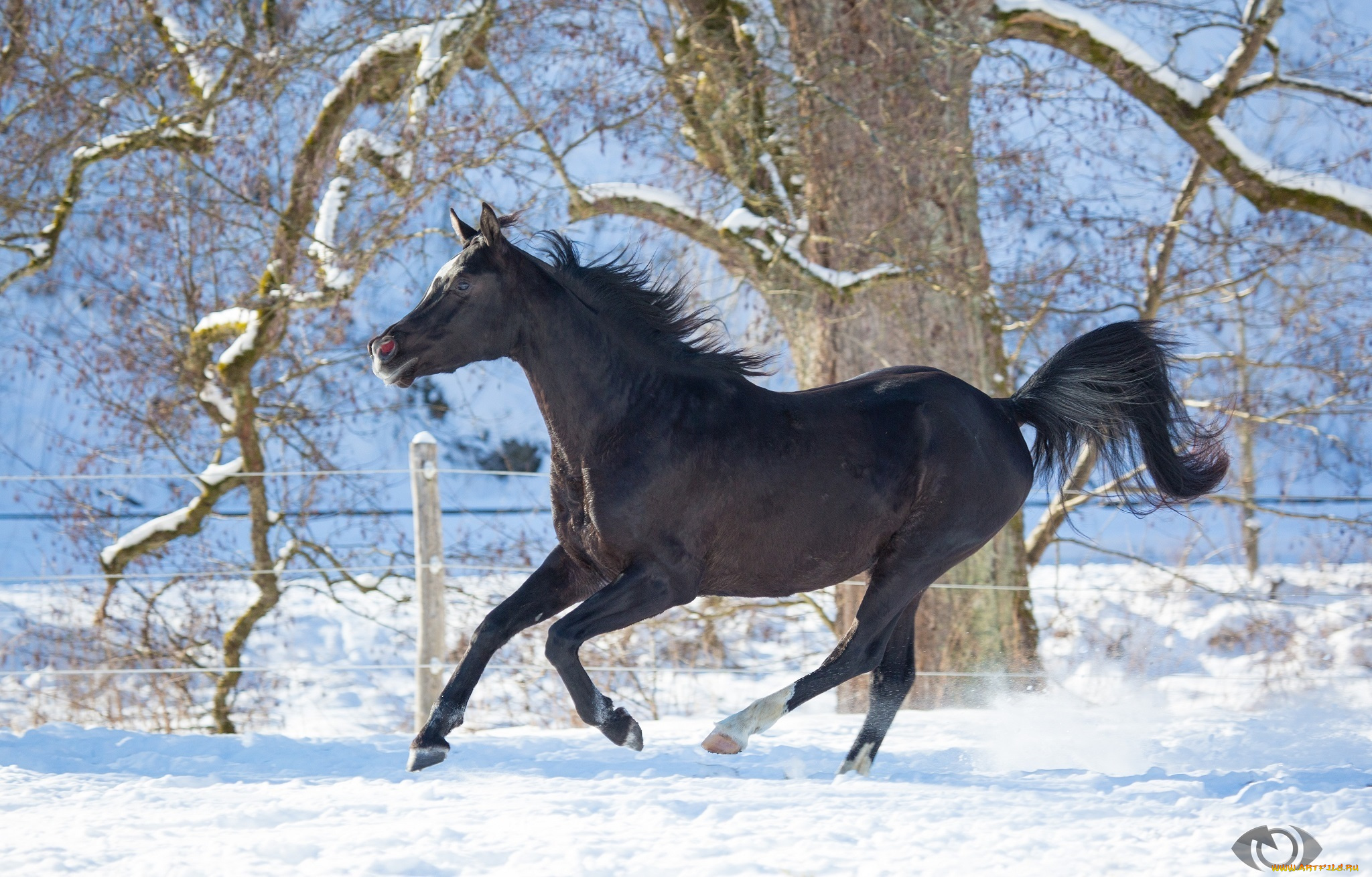 Лошадь шагает. Лошади зимой. Вороная лошадь. Лошадь бежит. Вороная лошадь зимой.