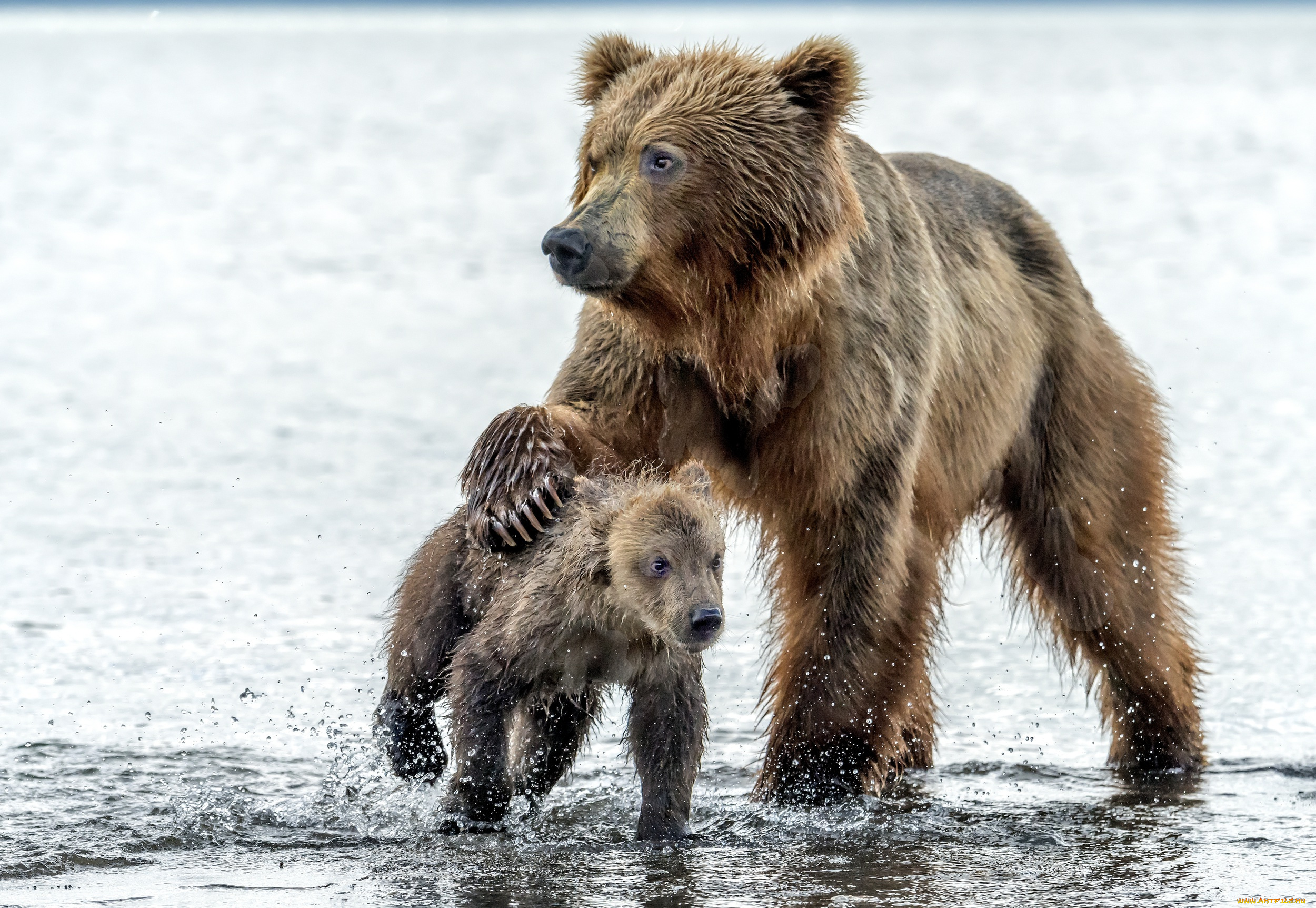 животные, медведи, медведица, капли, медведь, вода, мокрые, медвежонок